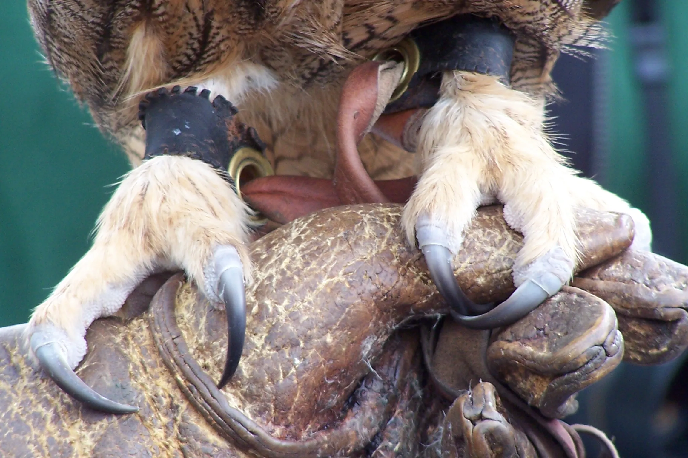 Birds of prey