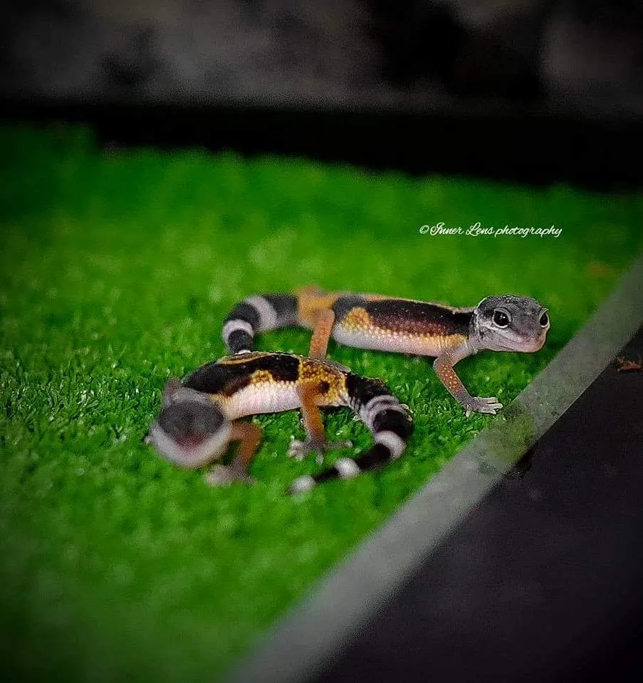 Reptiles & Amphibians