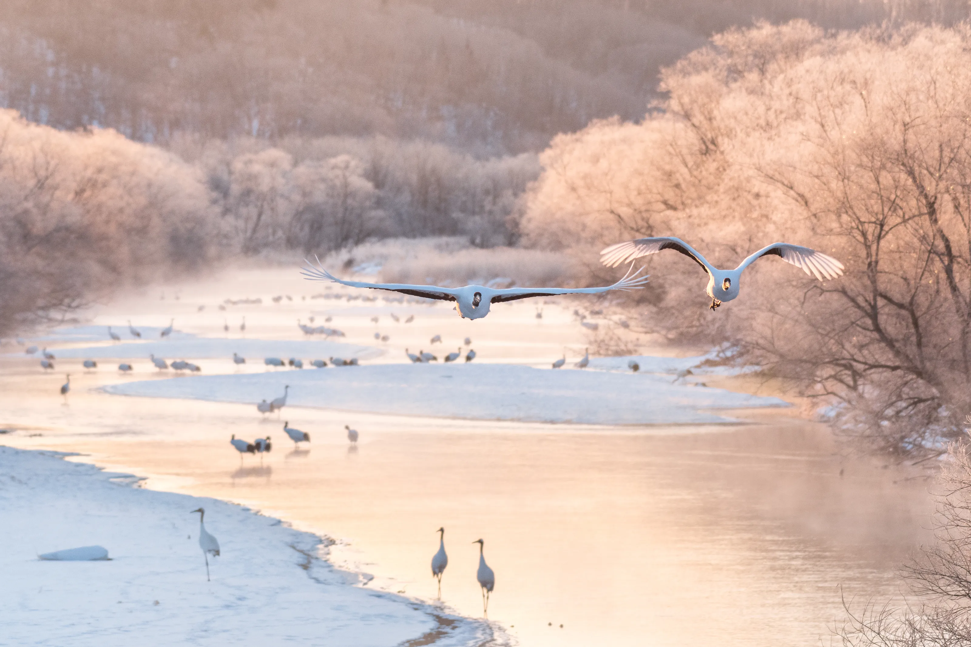 Landscape Incorporating Wildlife