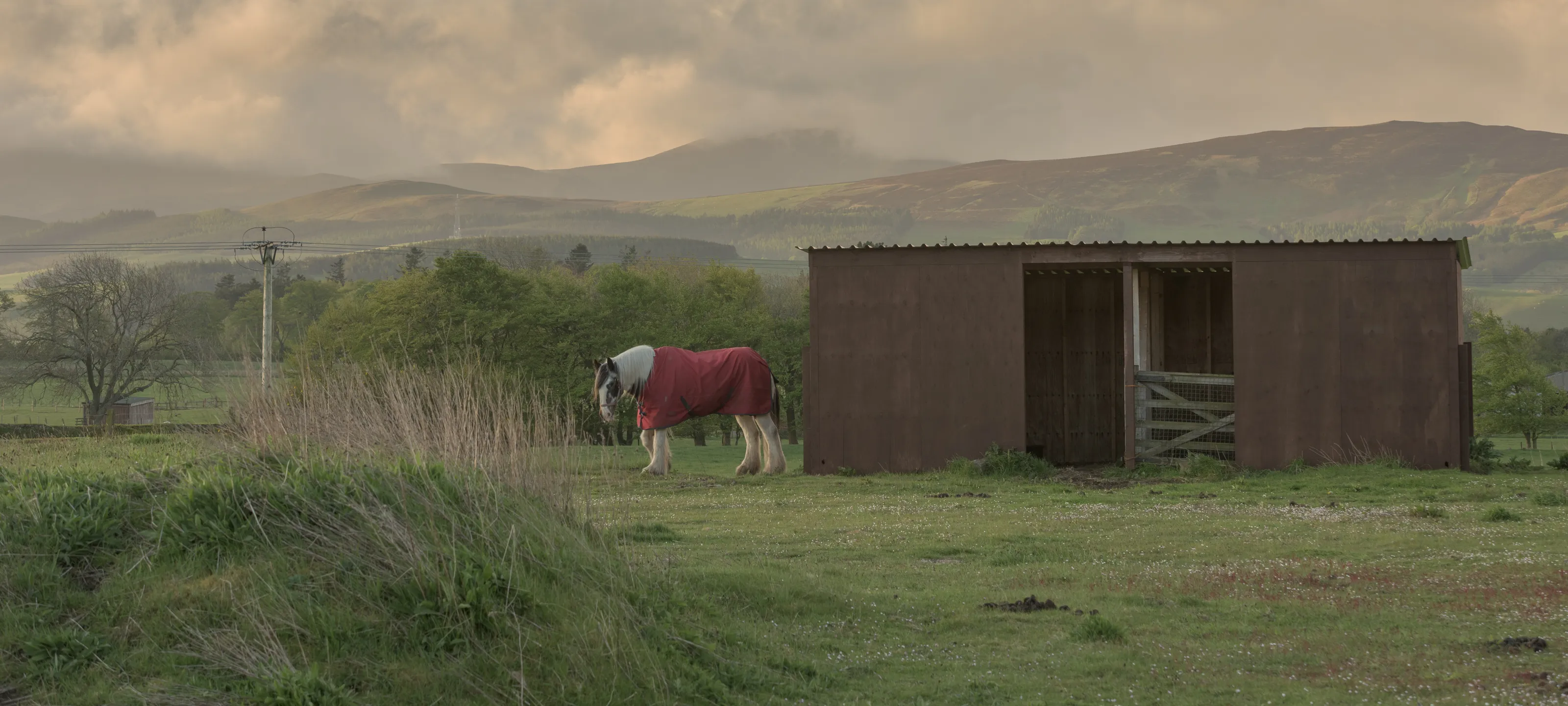 Houses for domestic animals