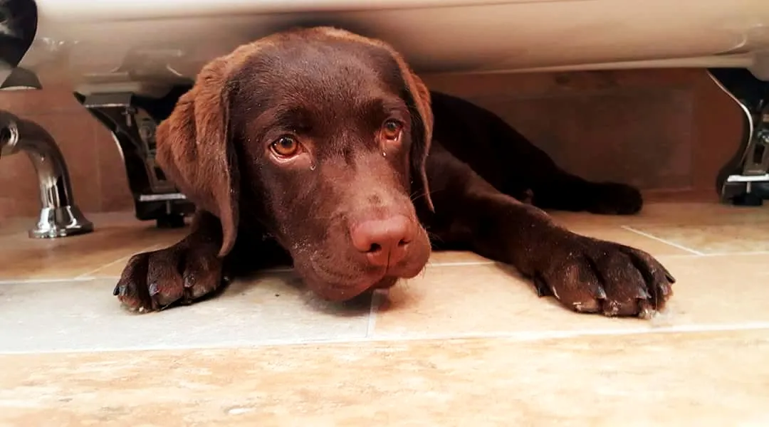Labradors only