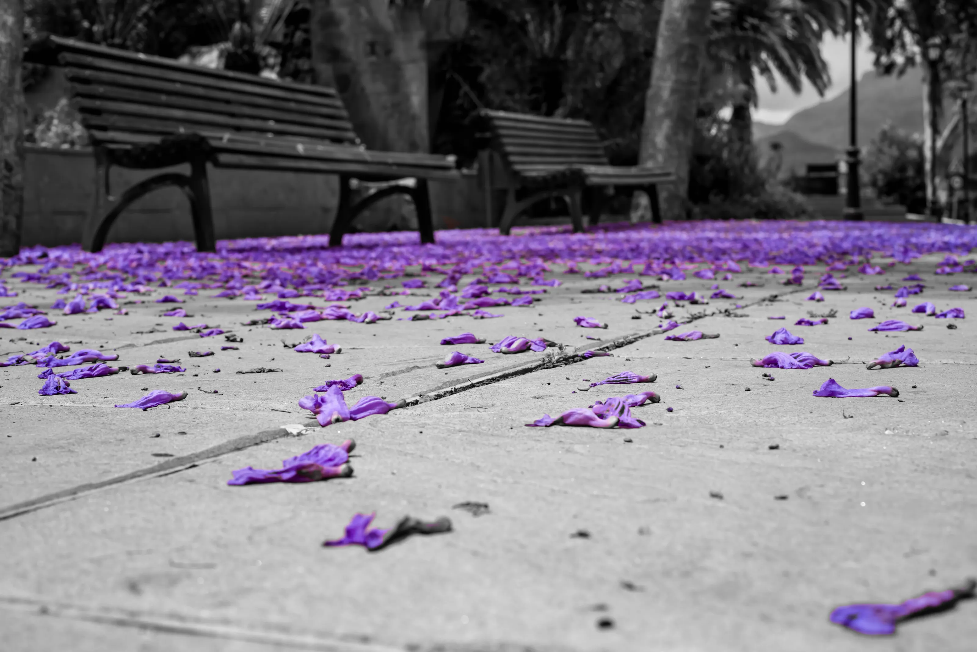 The colour purple