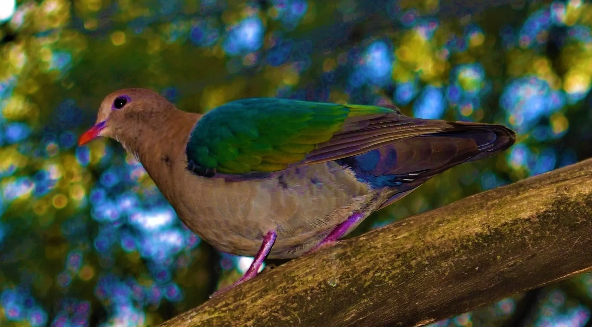 Birds