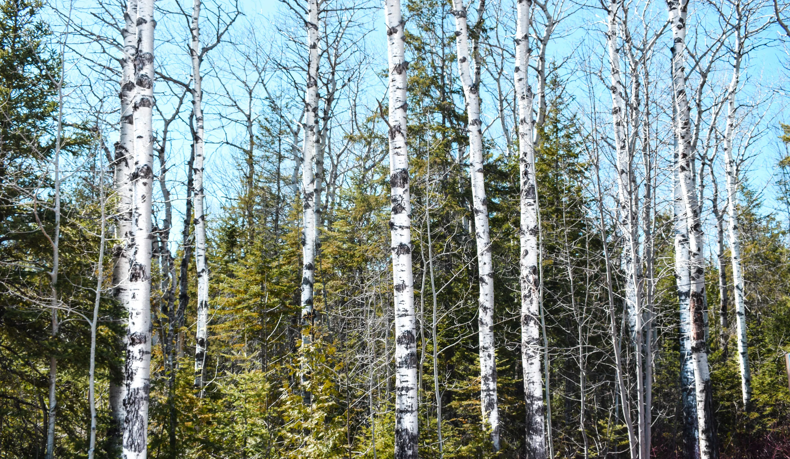 Birch Trees