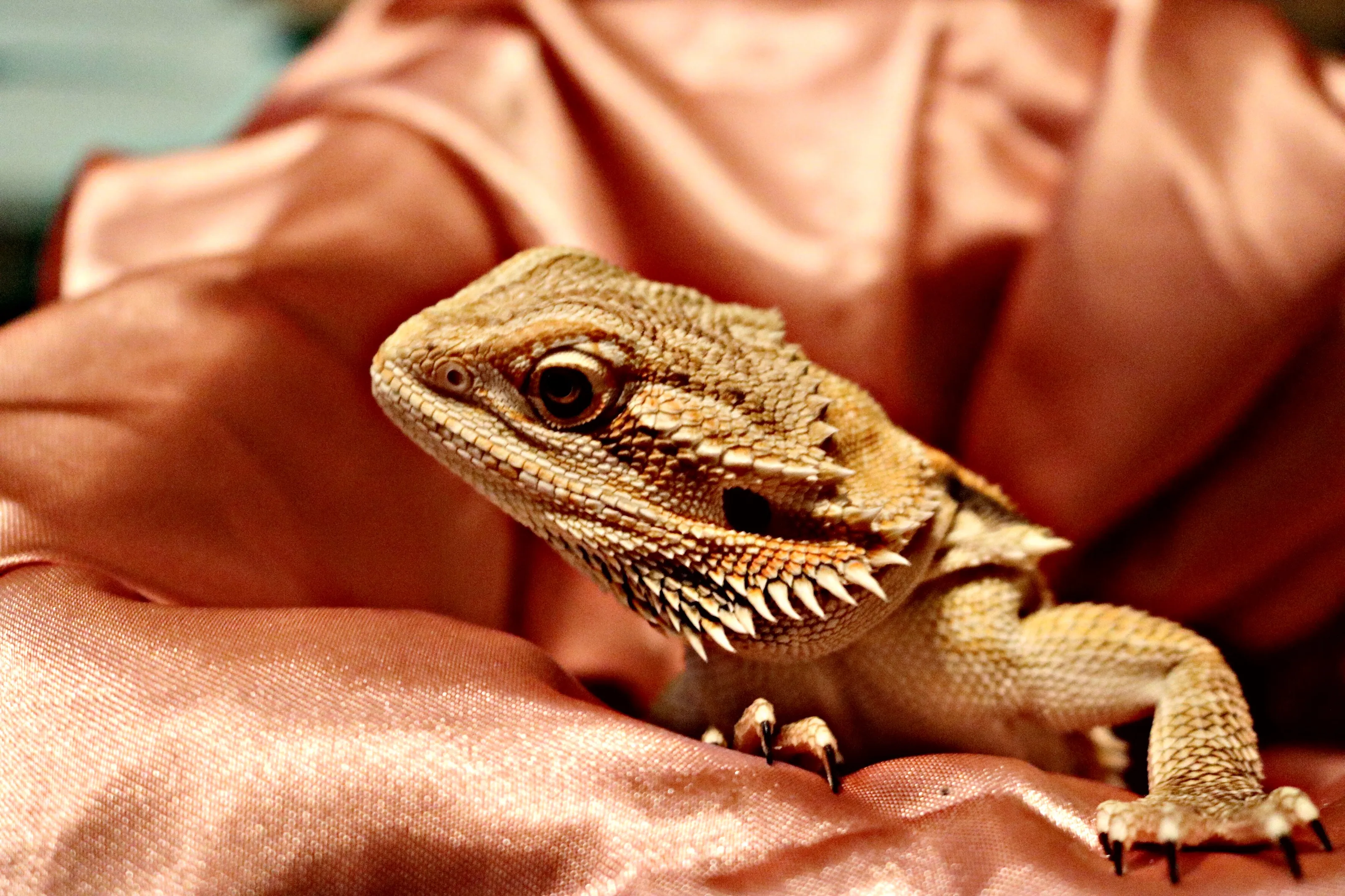 Exotic Pets