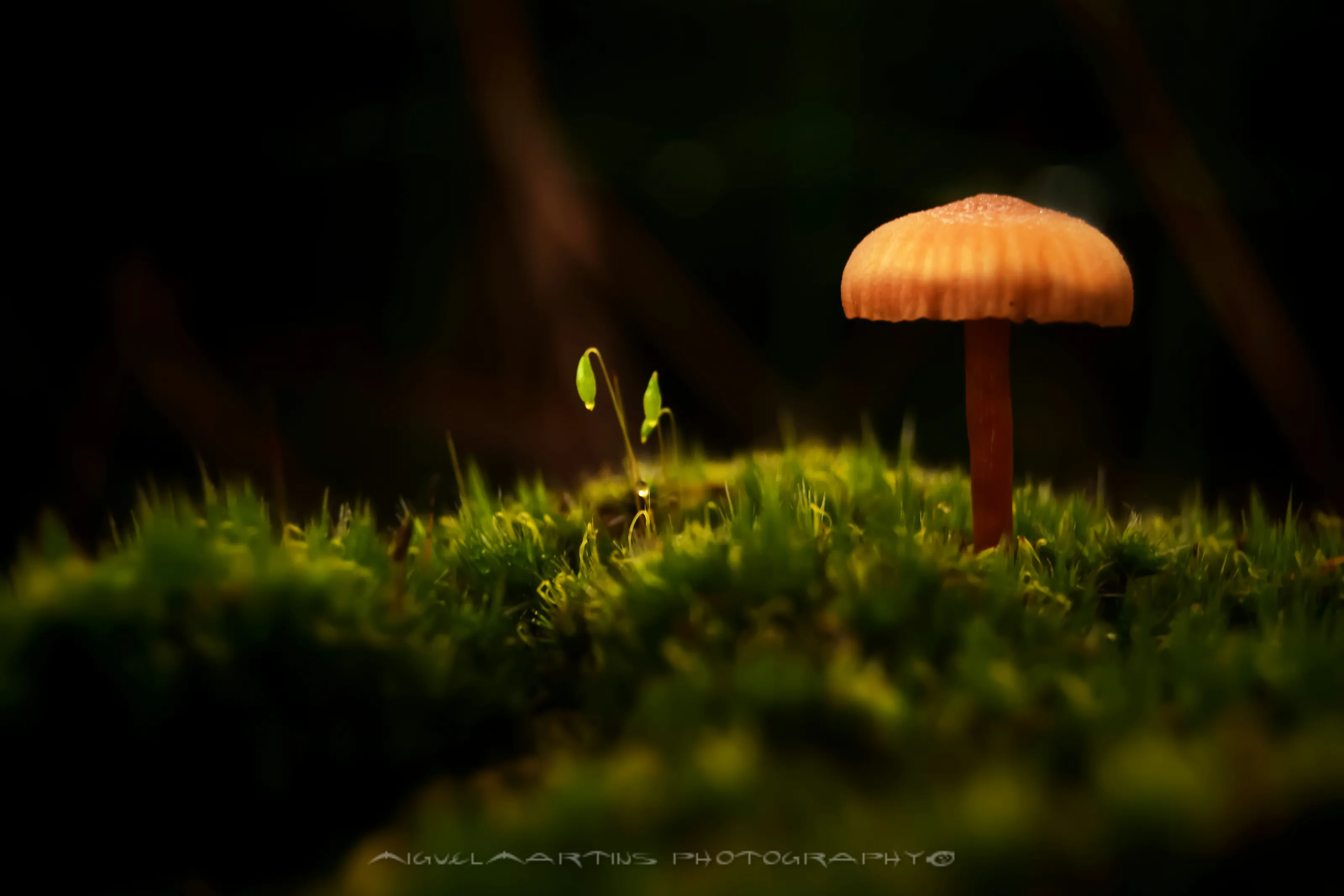 Mushrooms, Fungus, & Lichens