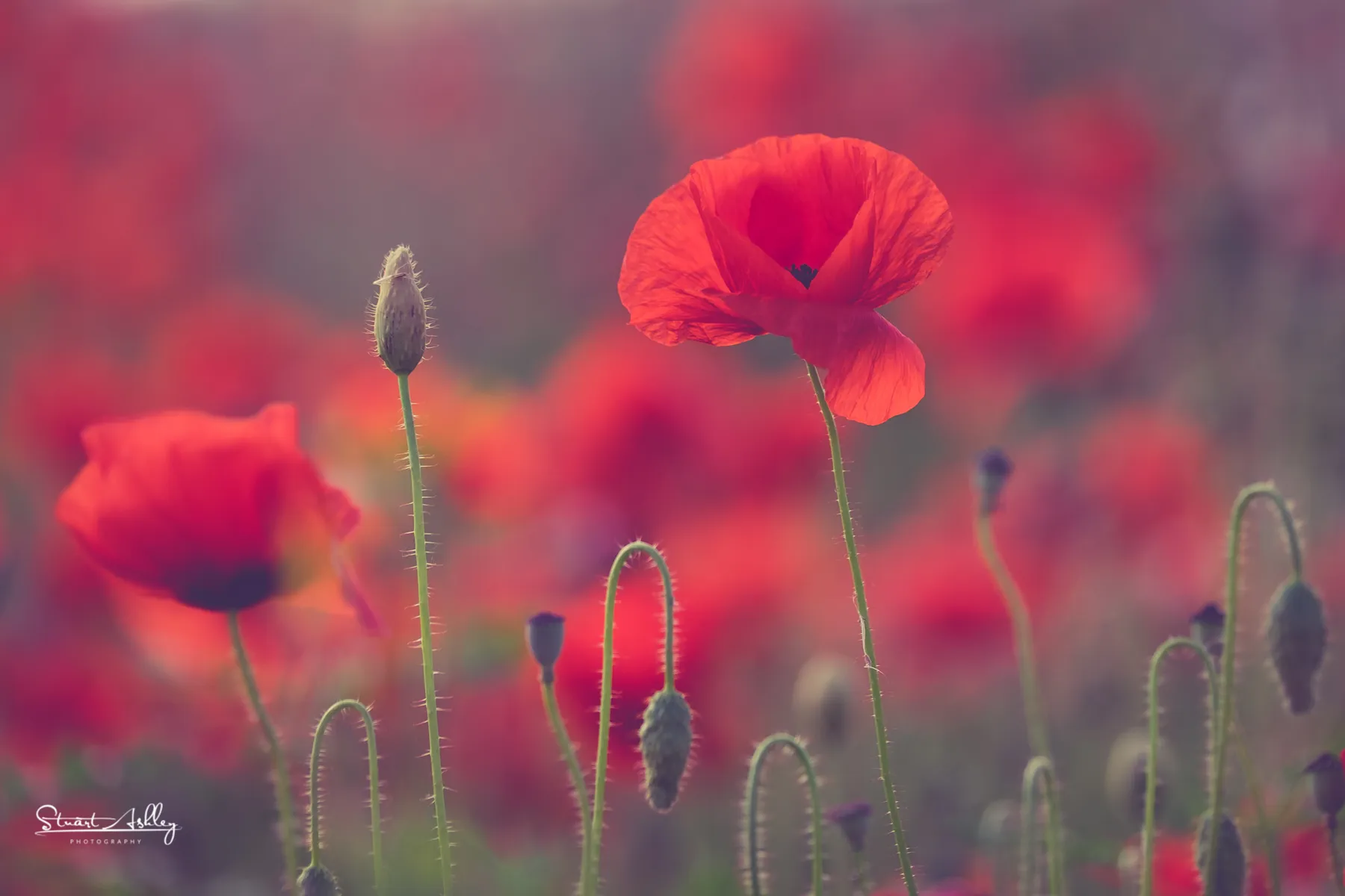 Poppies