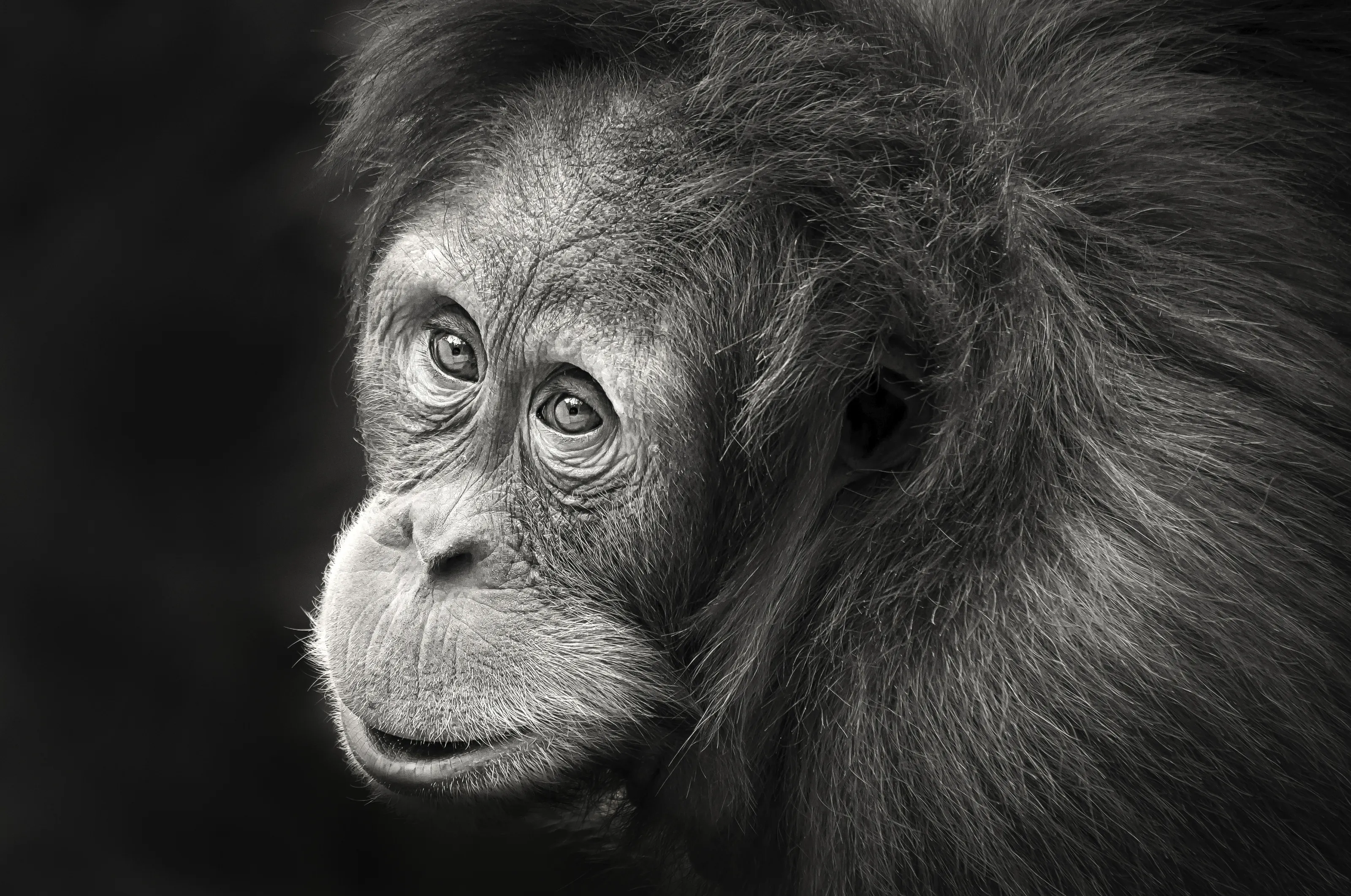 Monkeys, Apes etc