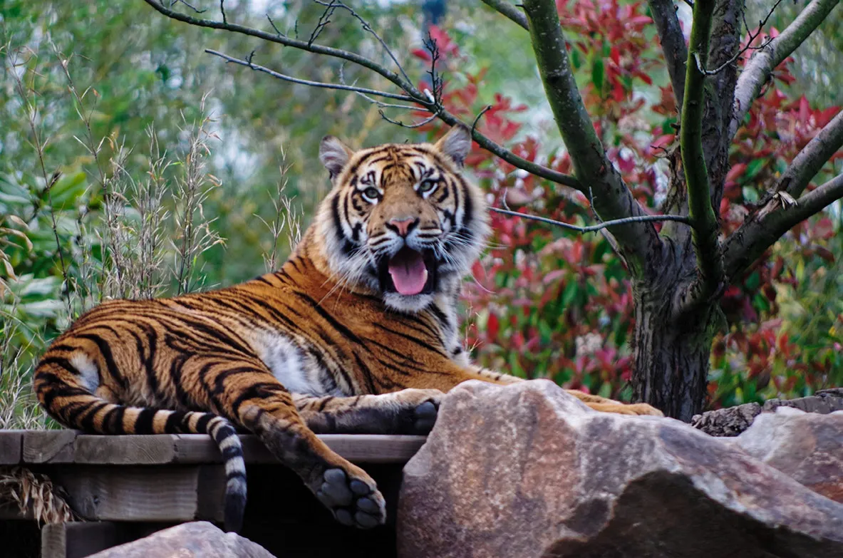 Tigers