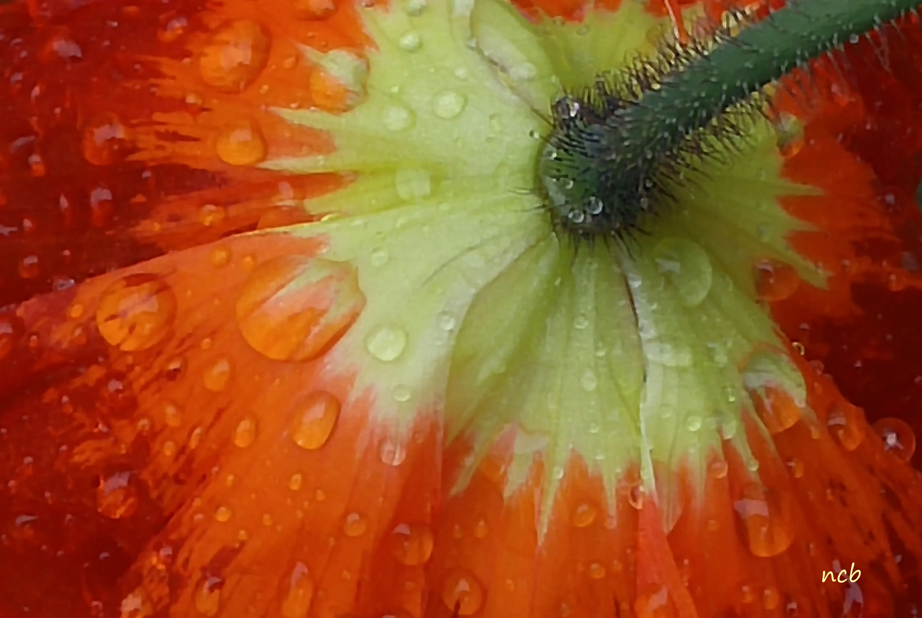 Fill the frame - underside of blooming flowers