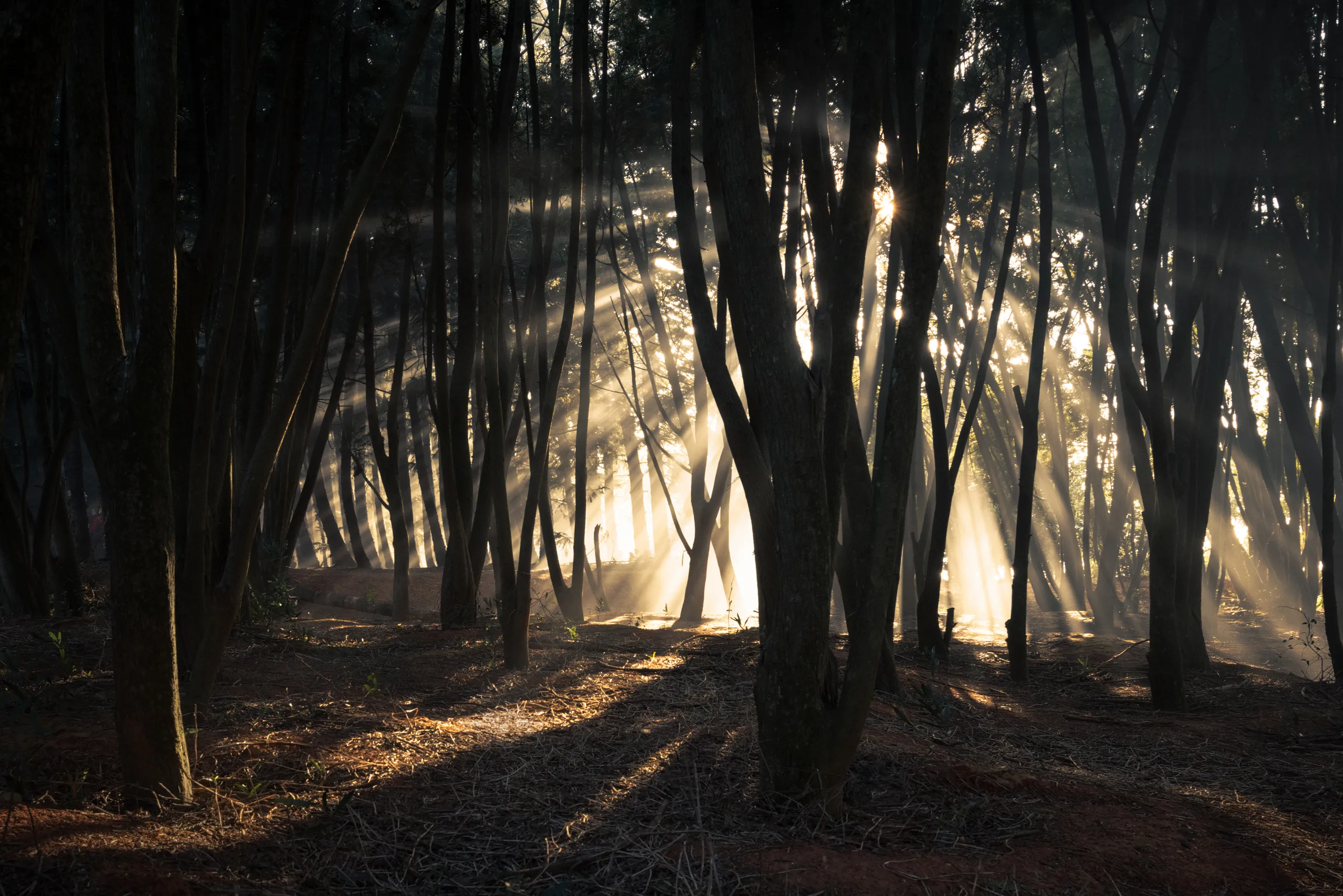 Fog & Mist