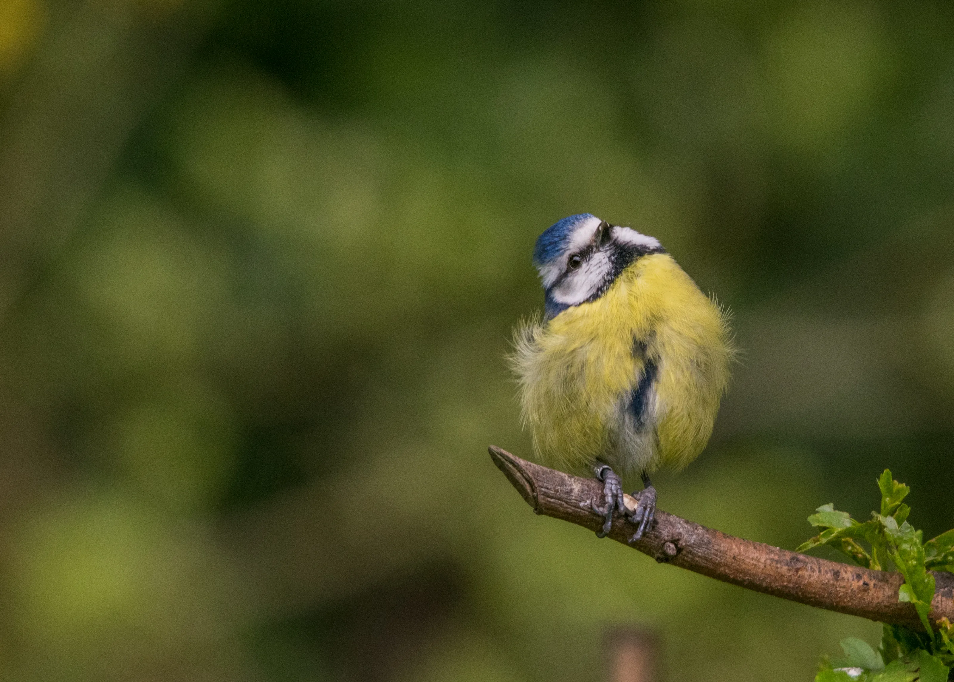 British Birds