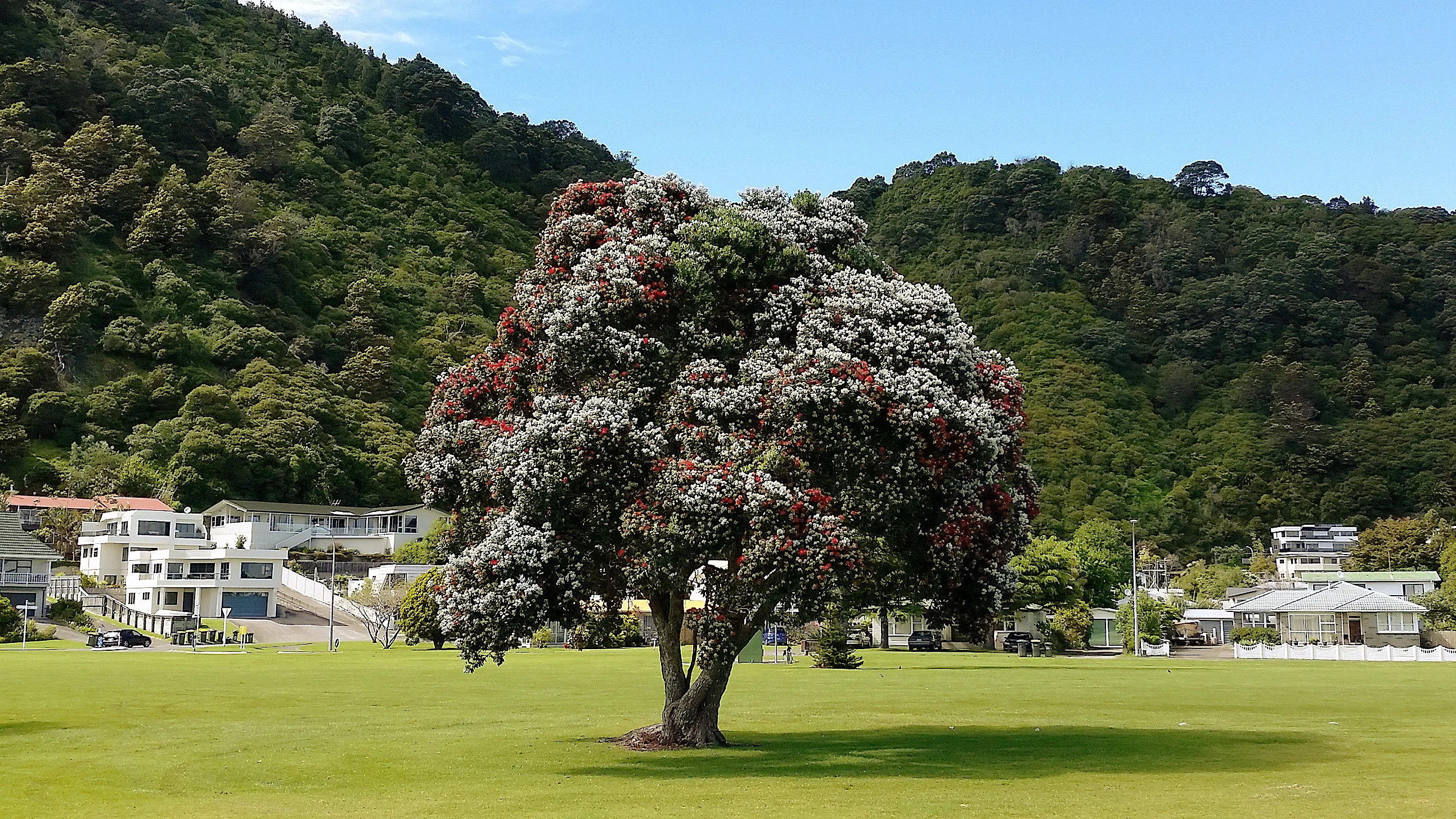 Weird and wonderful trees