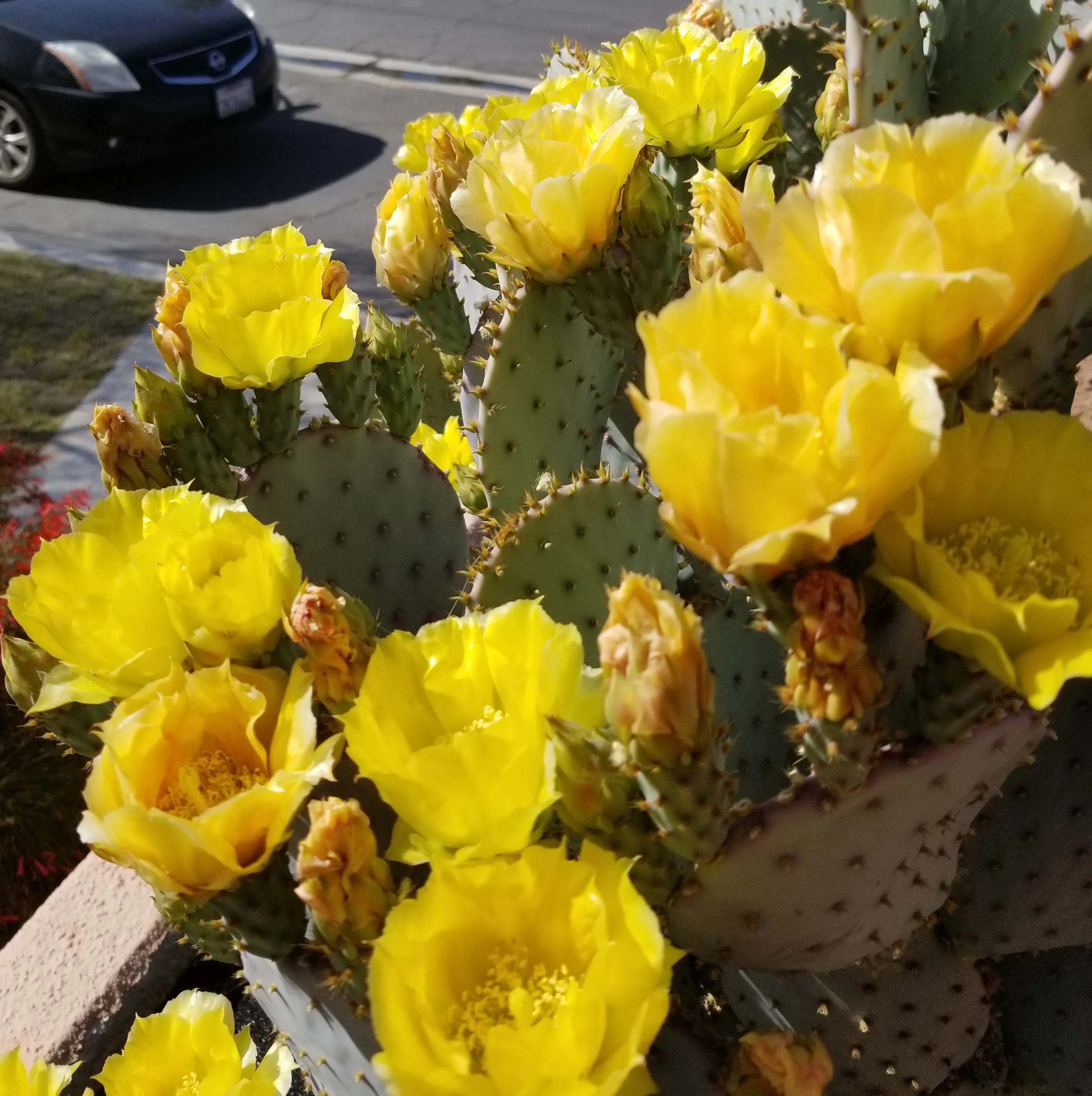 Cactus Flowers