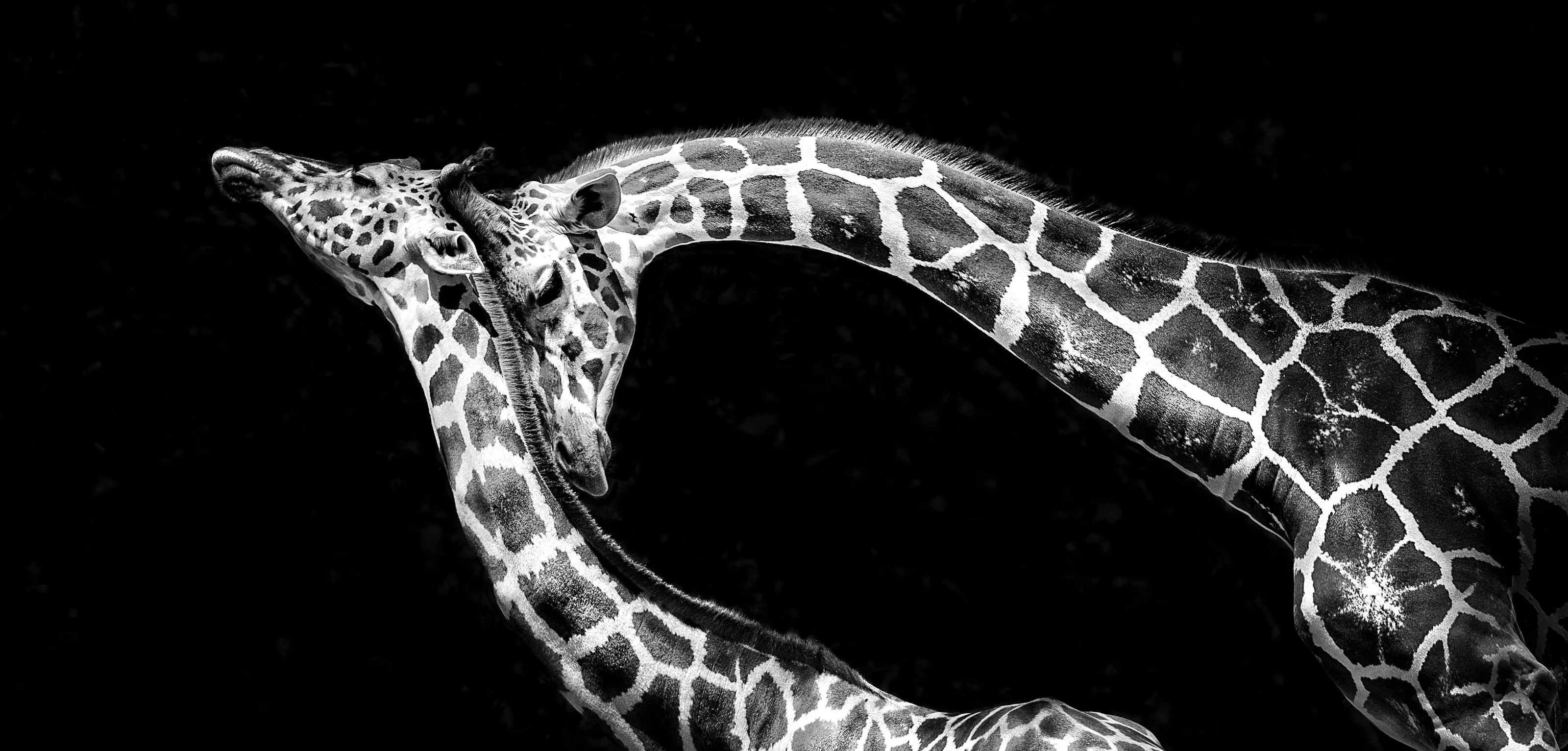Wildlife and Nature