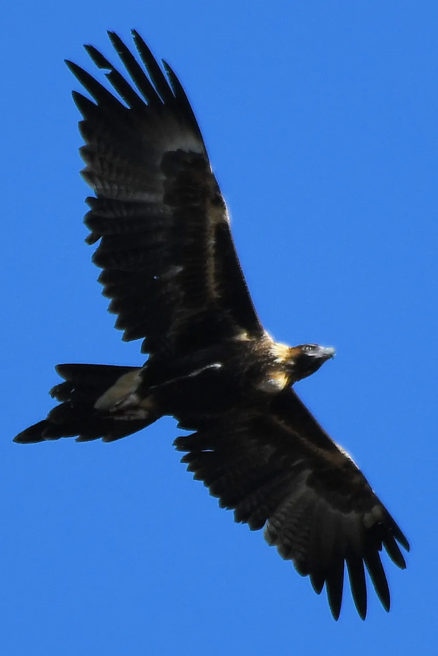 Birds of Prey