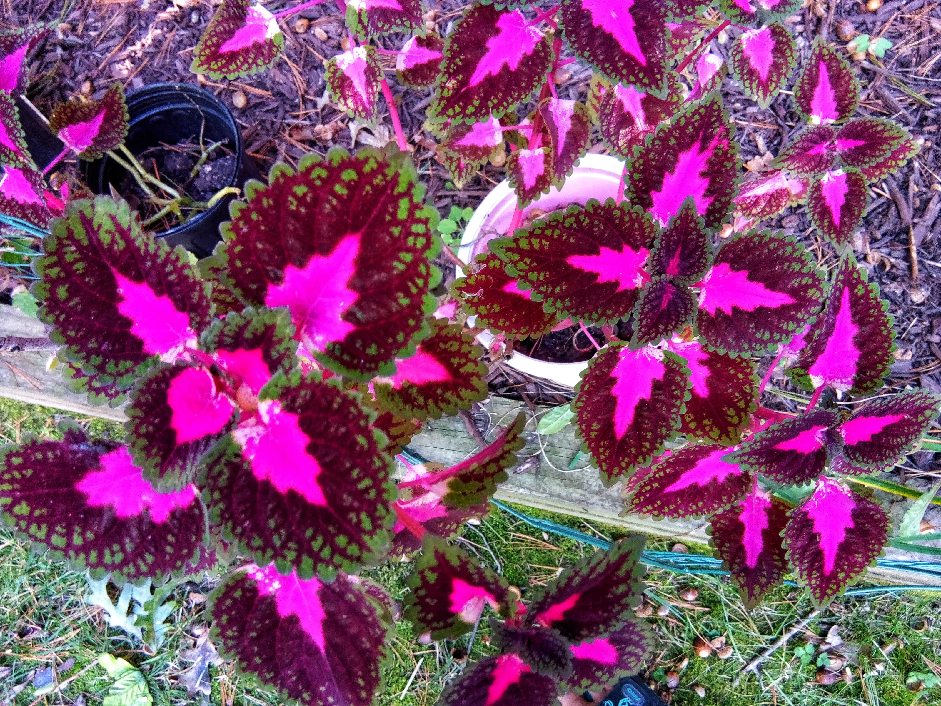 Coloured leaves