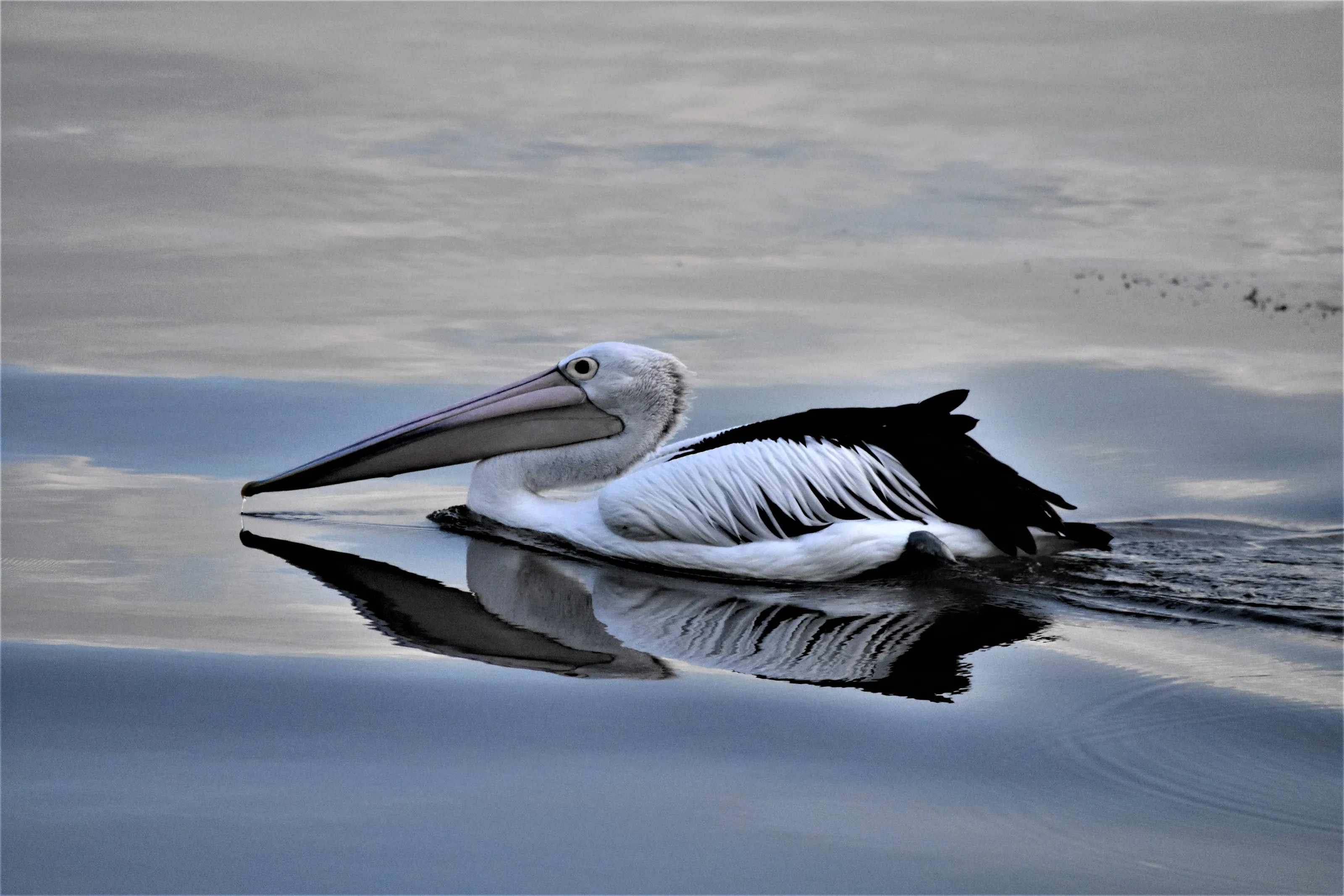 Water Birds