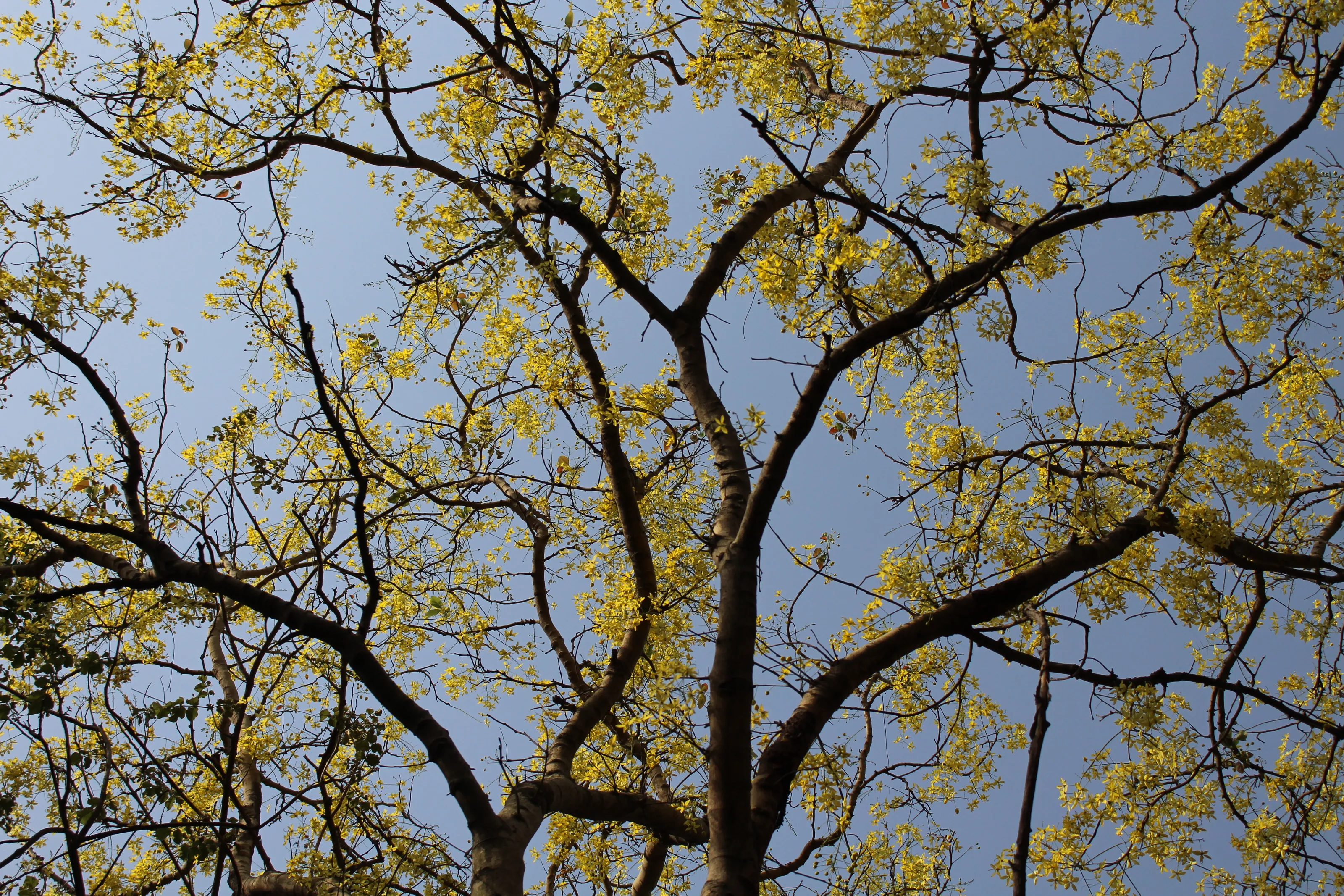 Trees