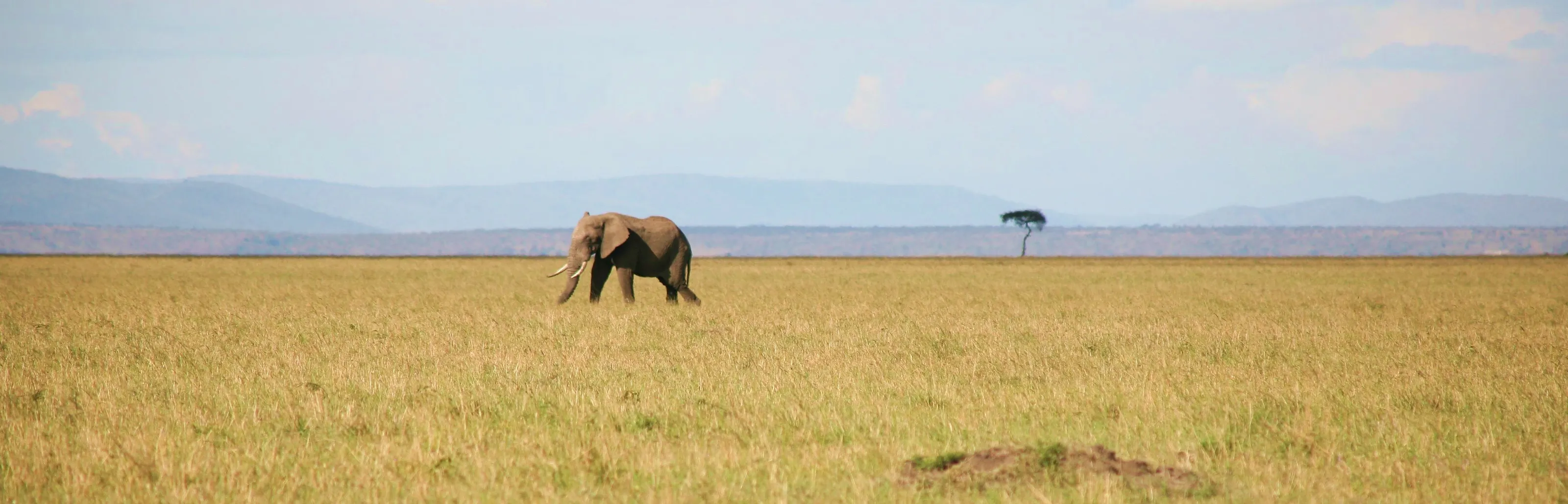 Africa
