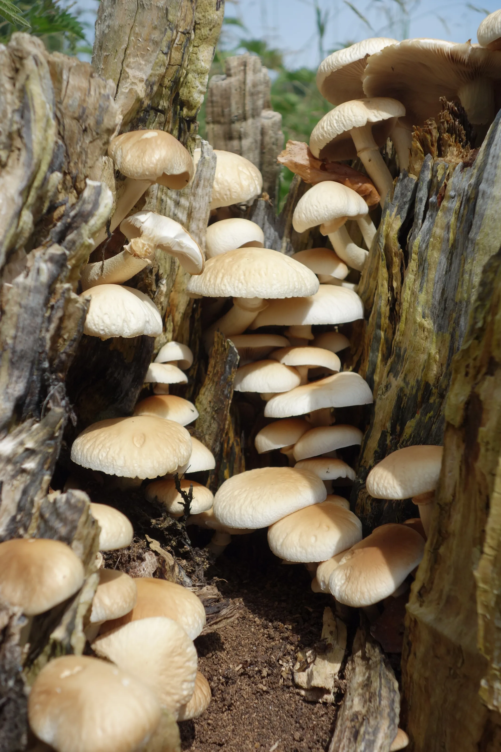 Mushrooms