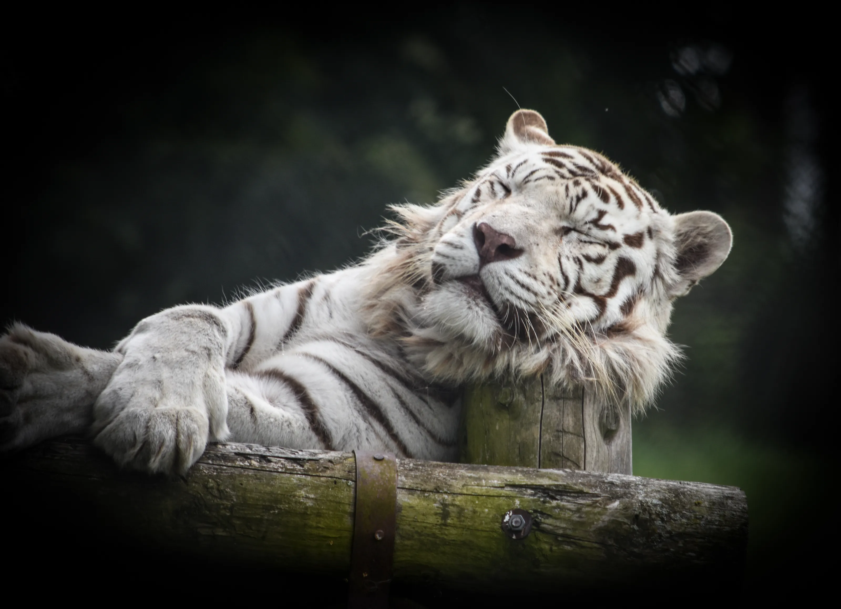 Big Cats