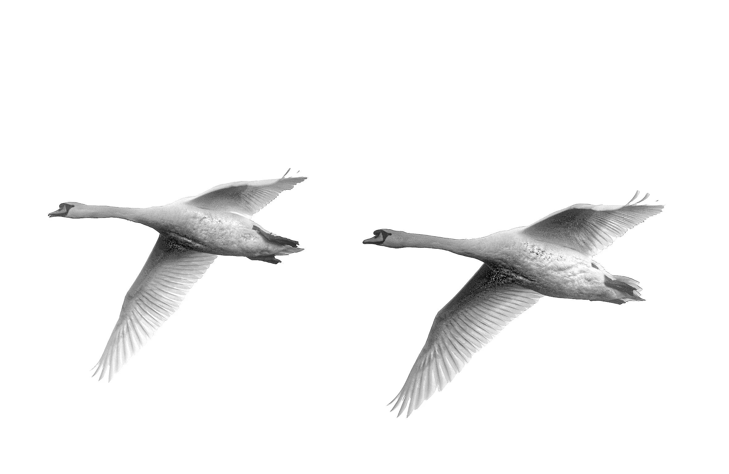 Wild birds in flight