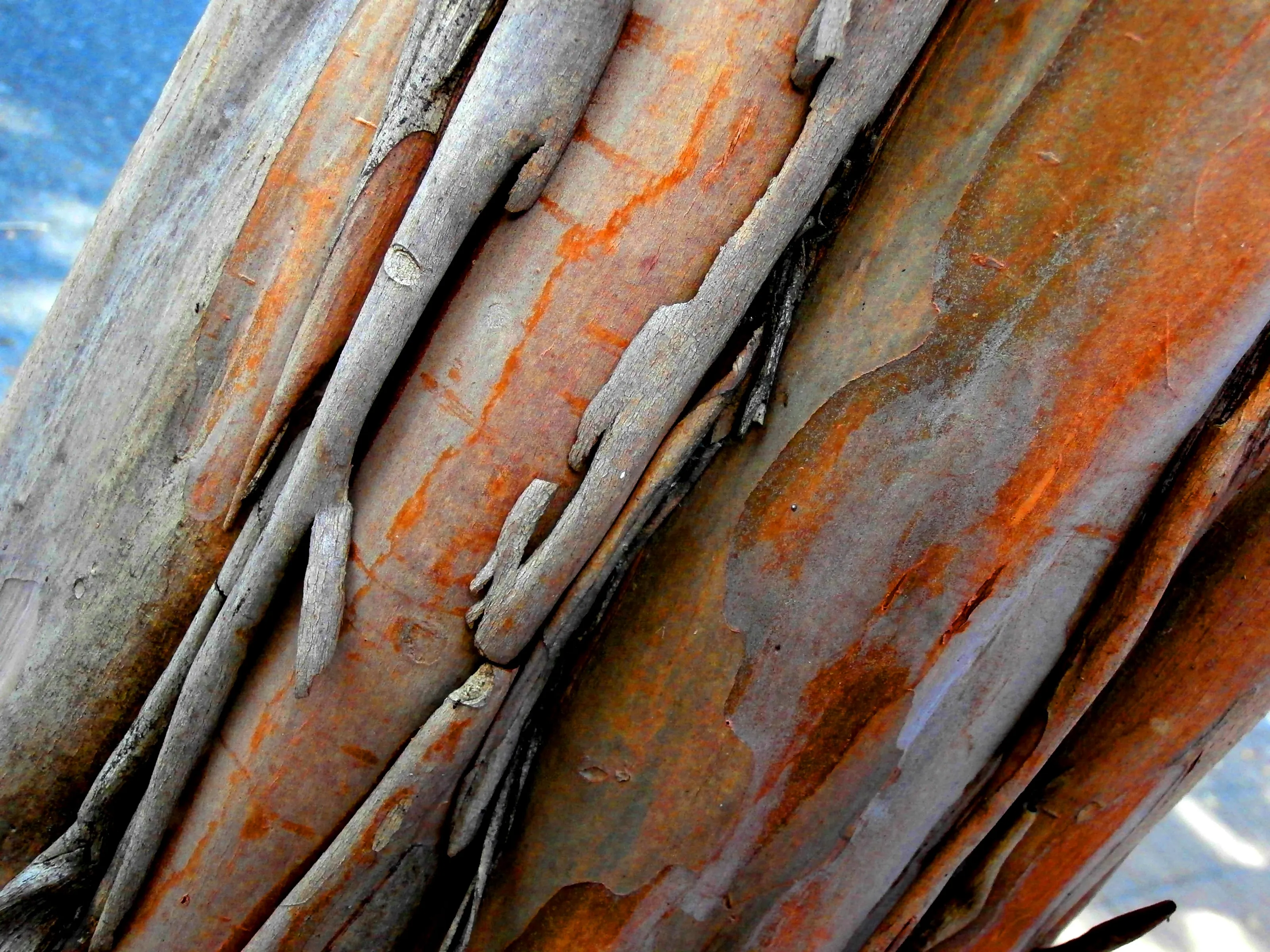 Bark  (Art in the Trees)