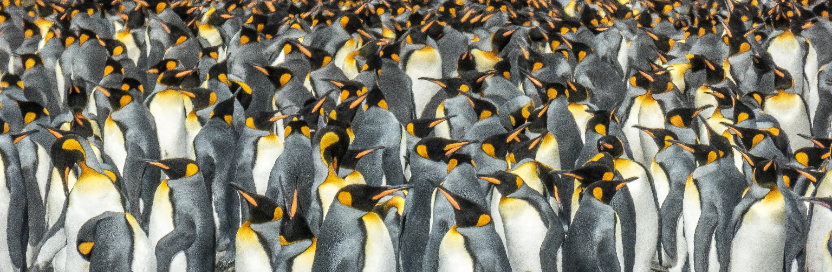 Penguins in The Wild