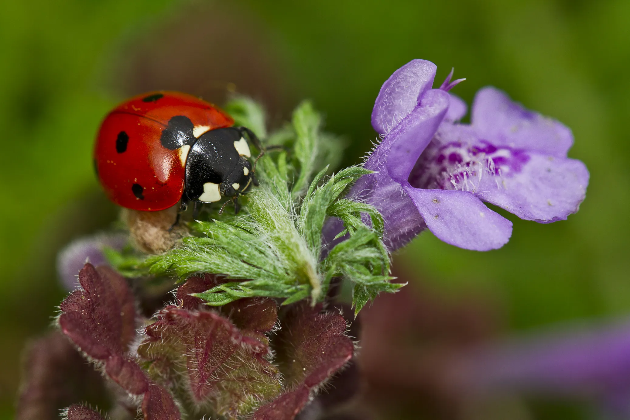 Ladybirds