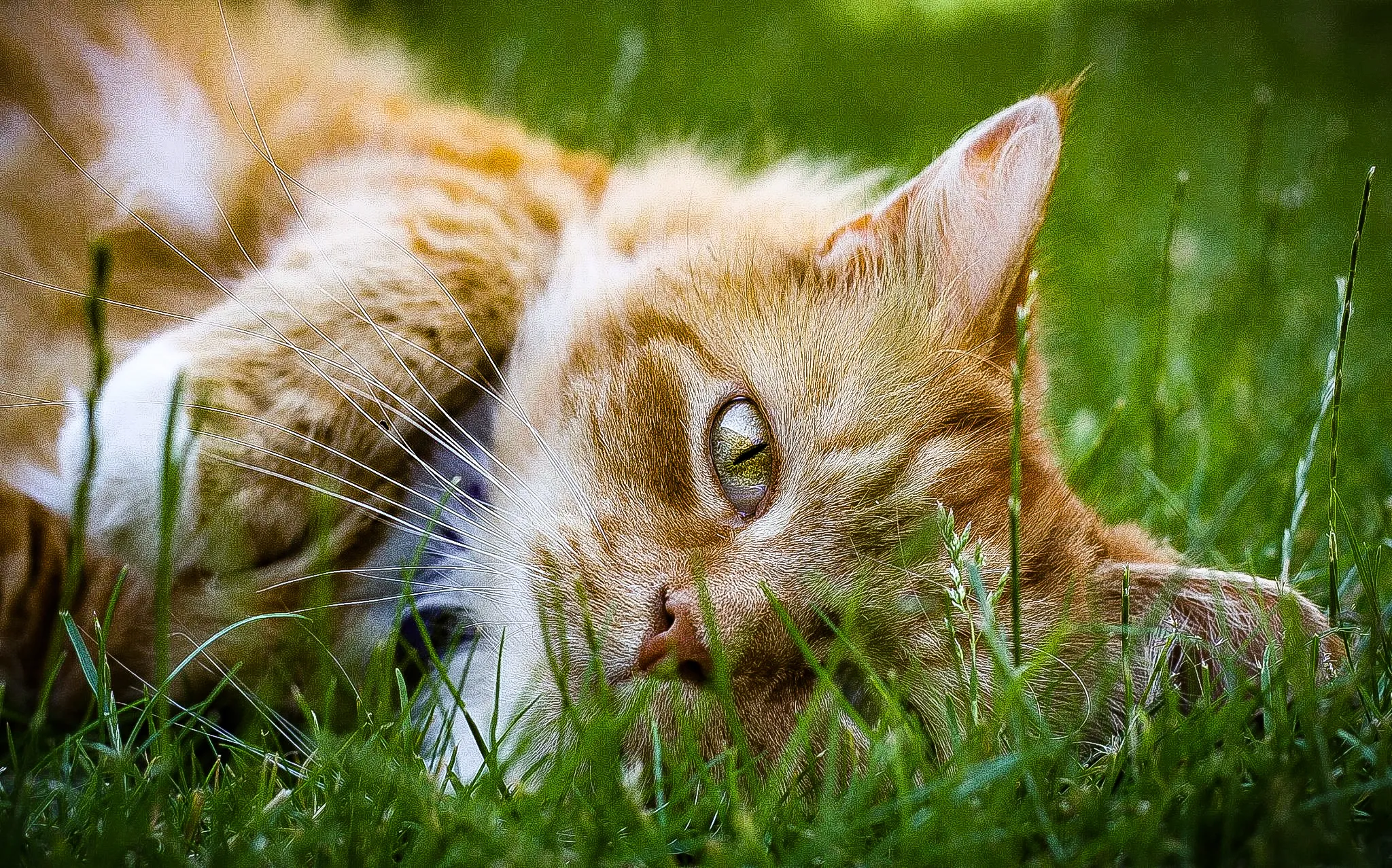 Ginger appreciation