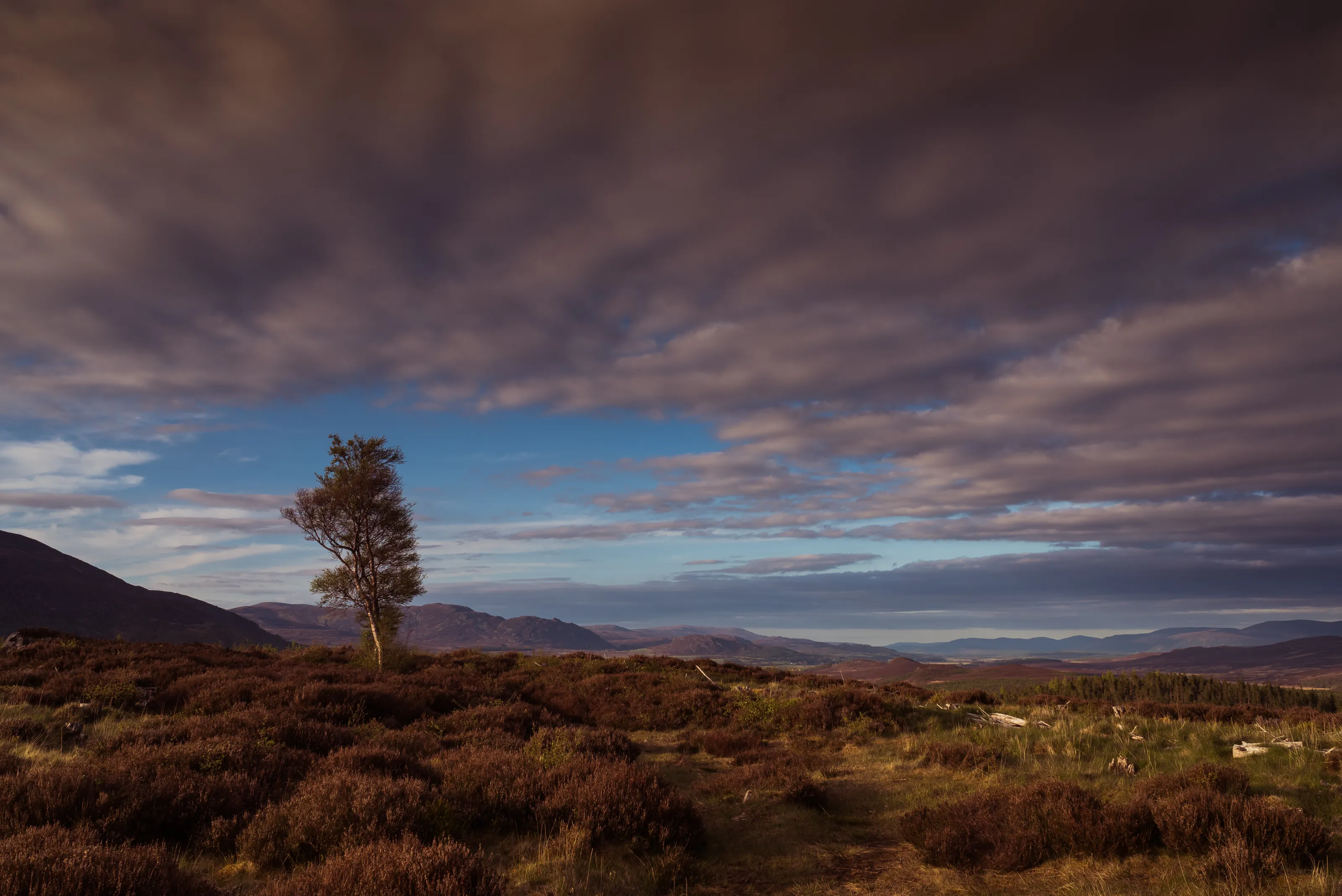 The Lone Tree