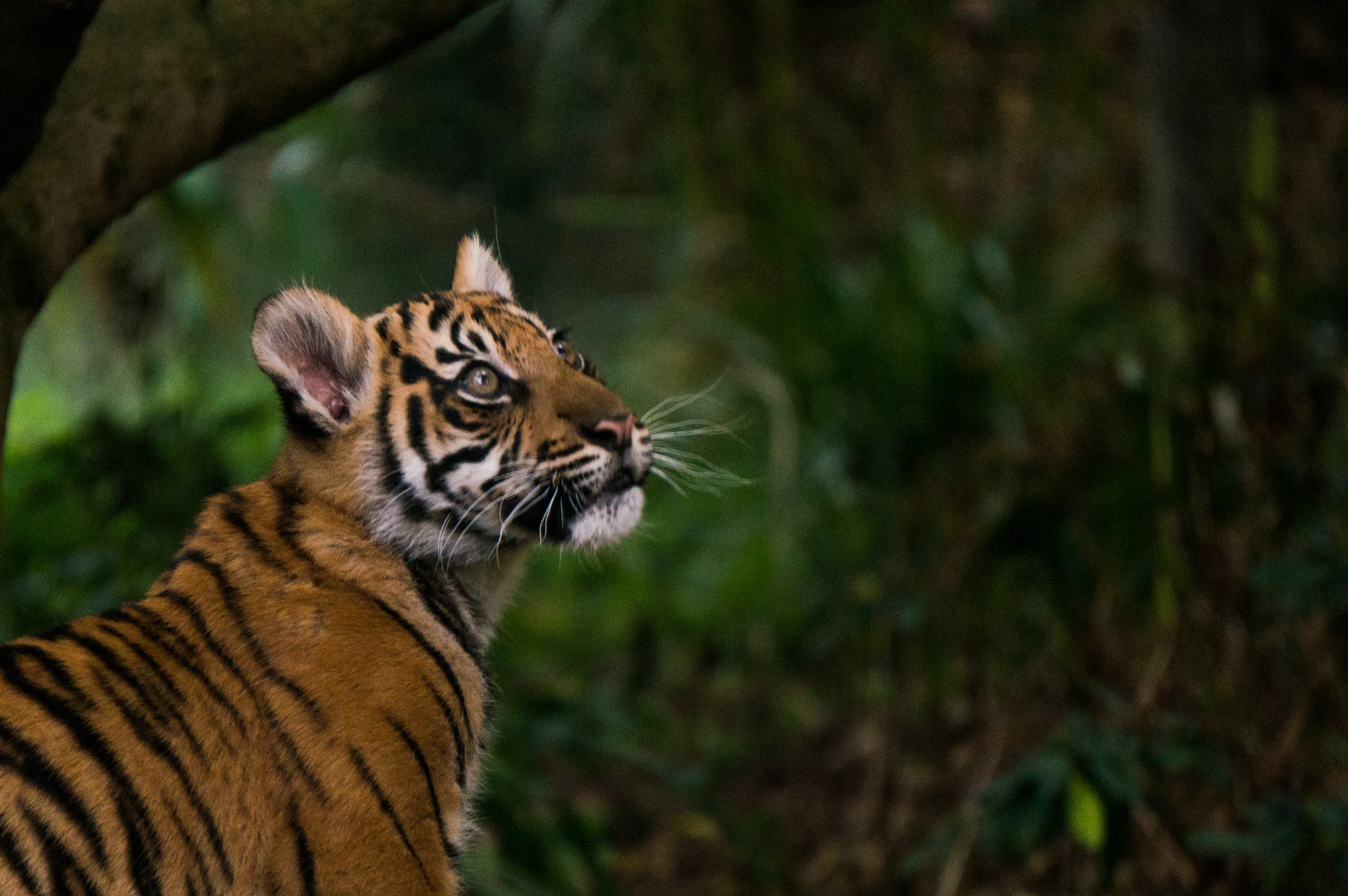 Lions, tigers and bears