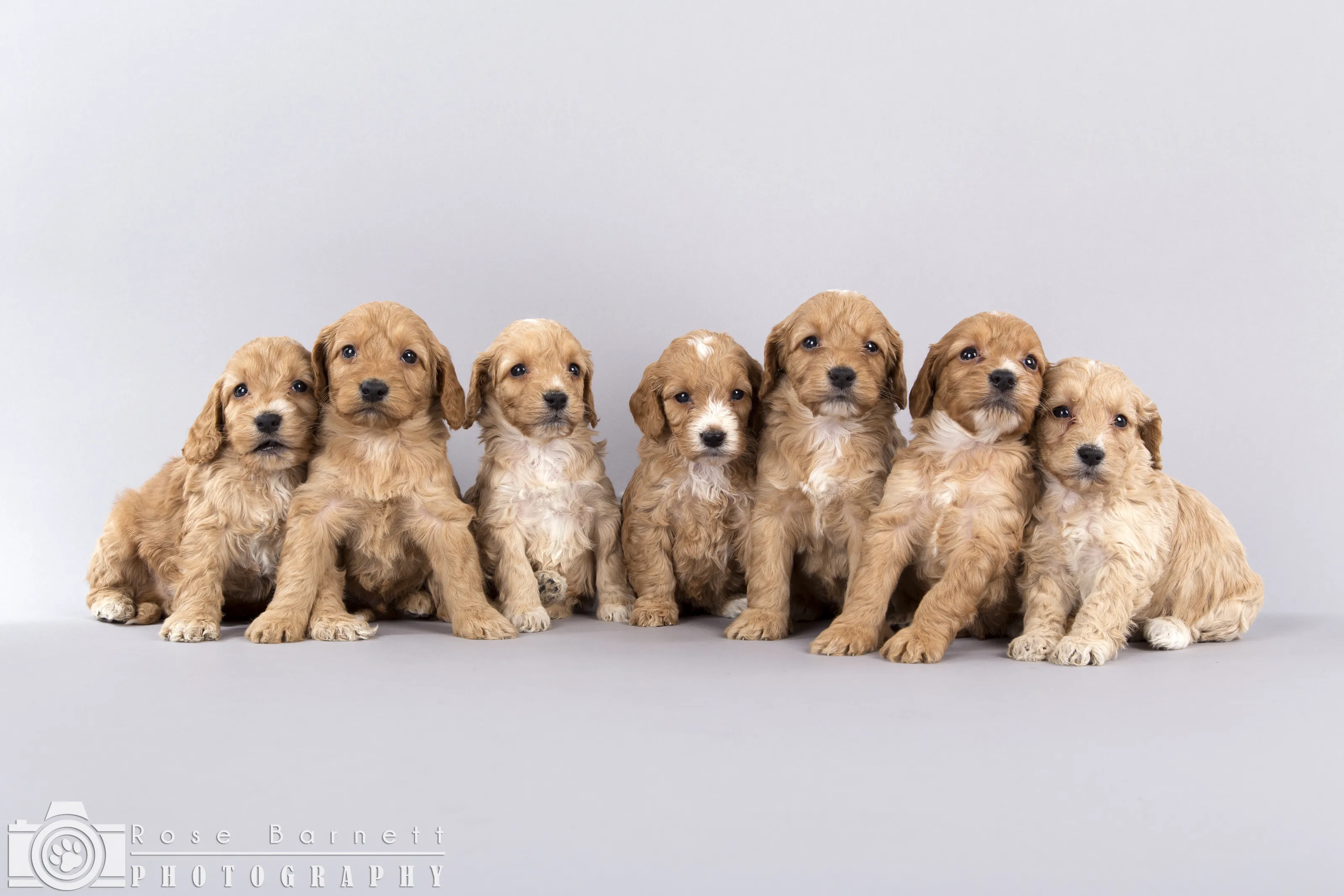 Puppies