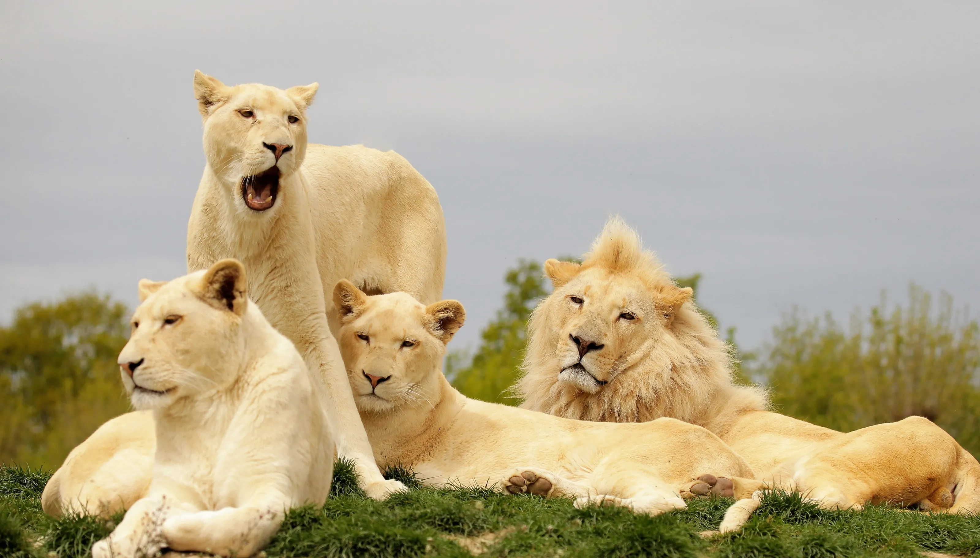 The Pride