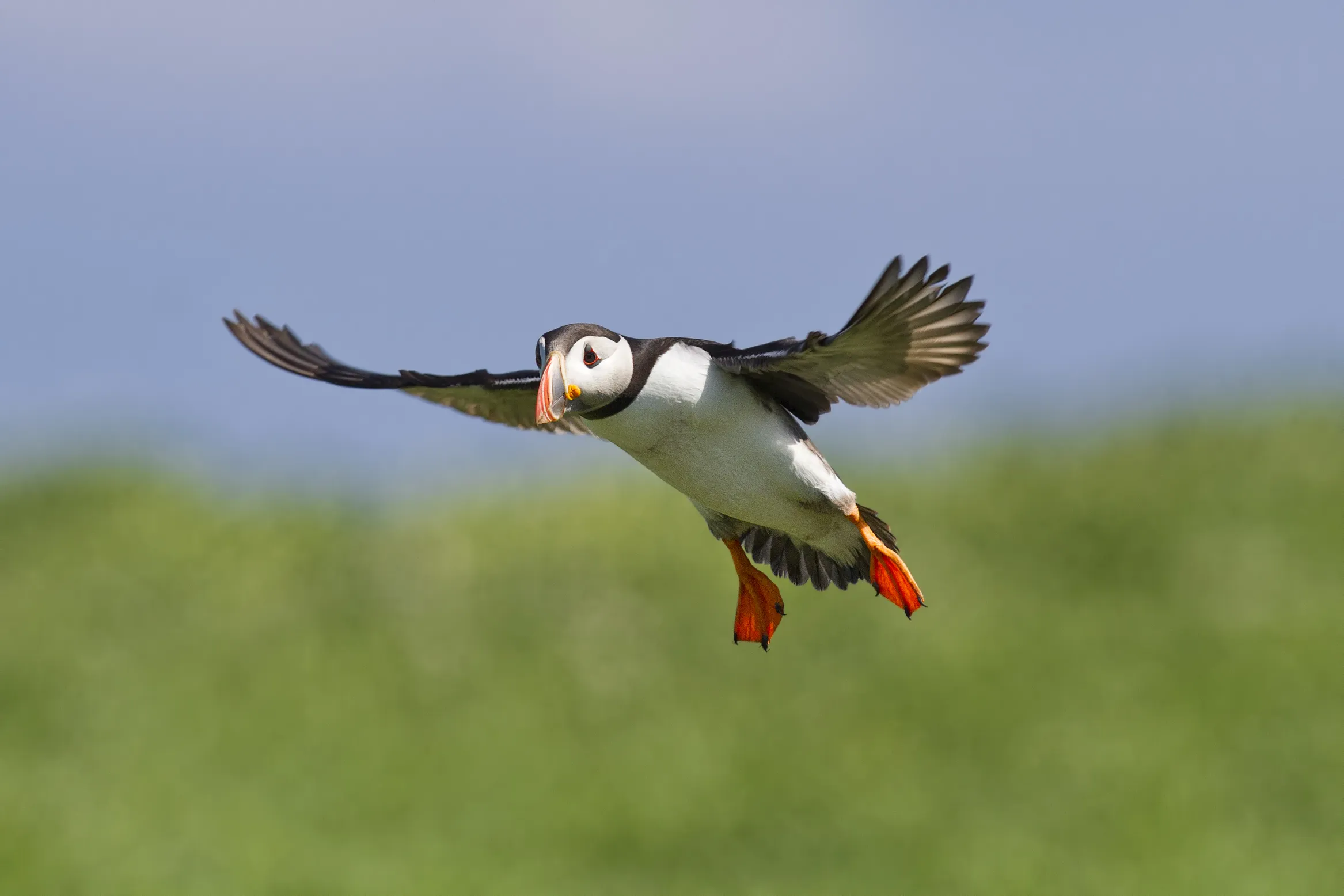Puffins