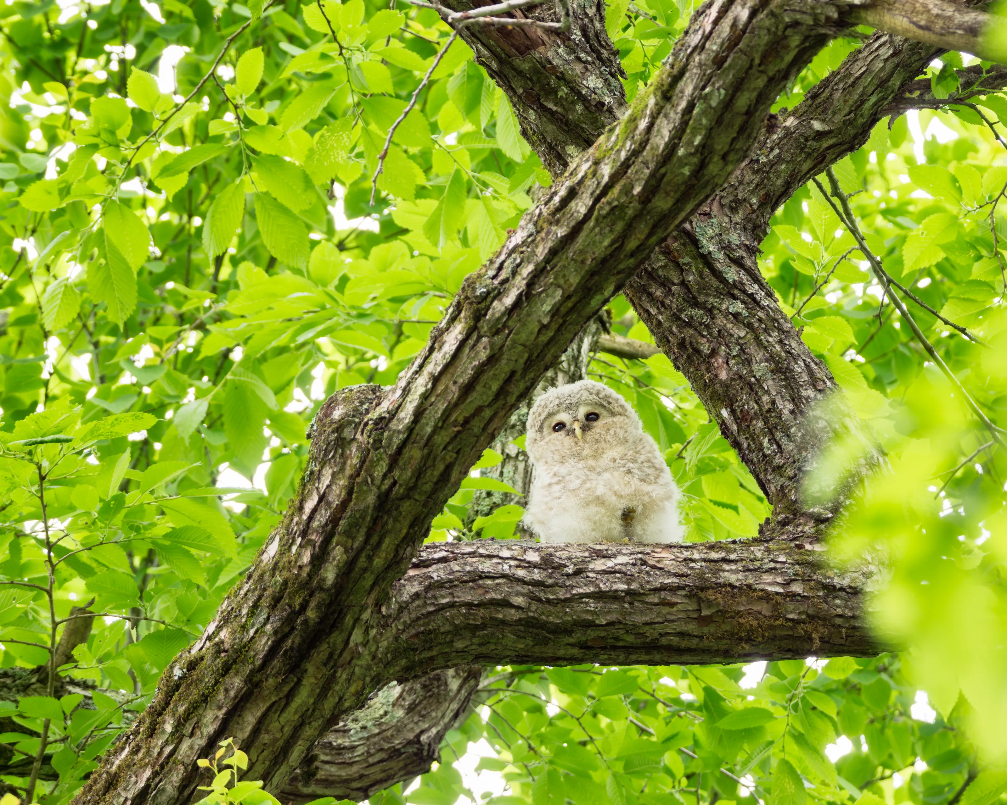 Baby Wildlife