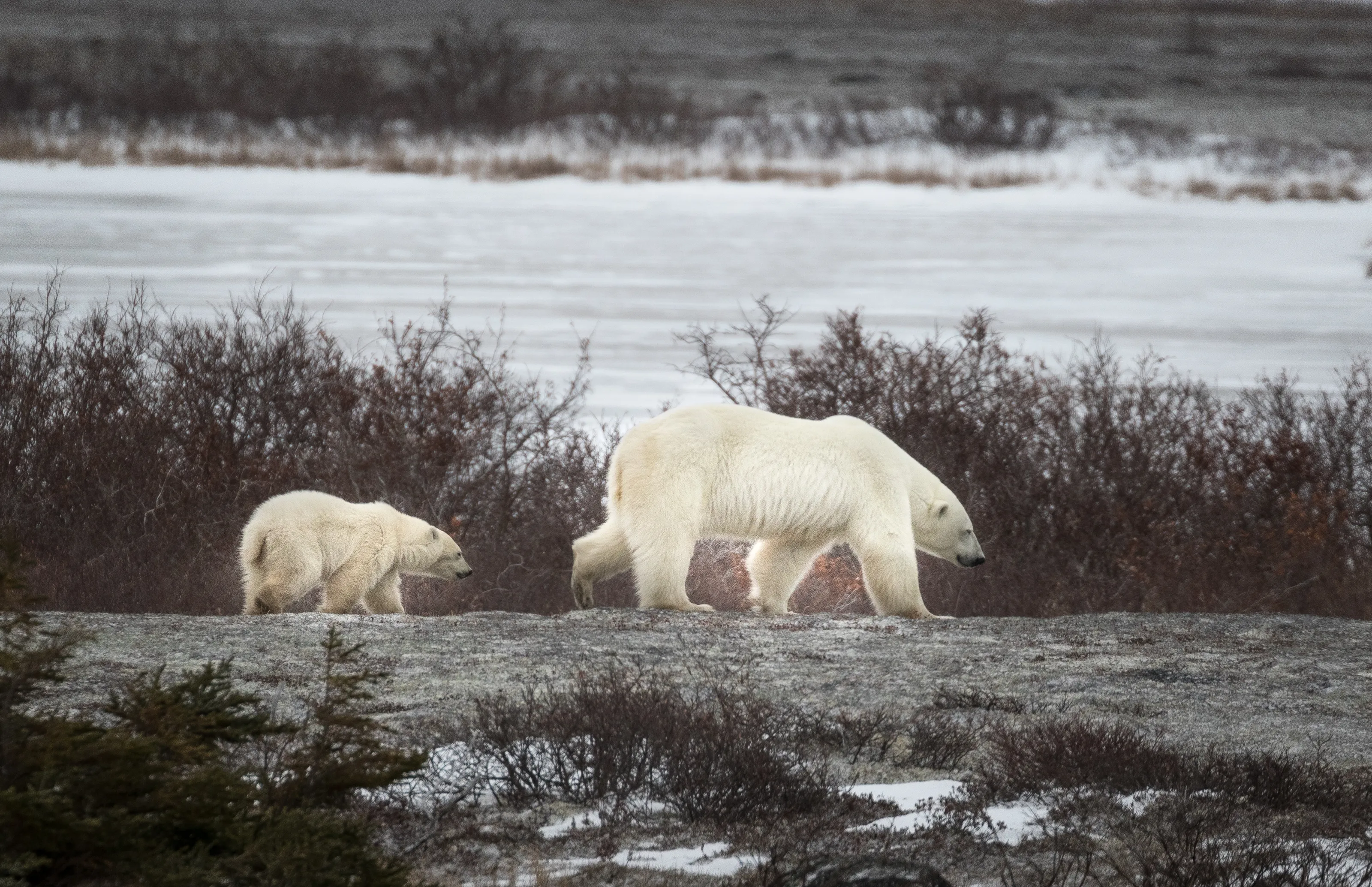 Polar Bears in the Wild