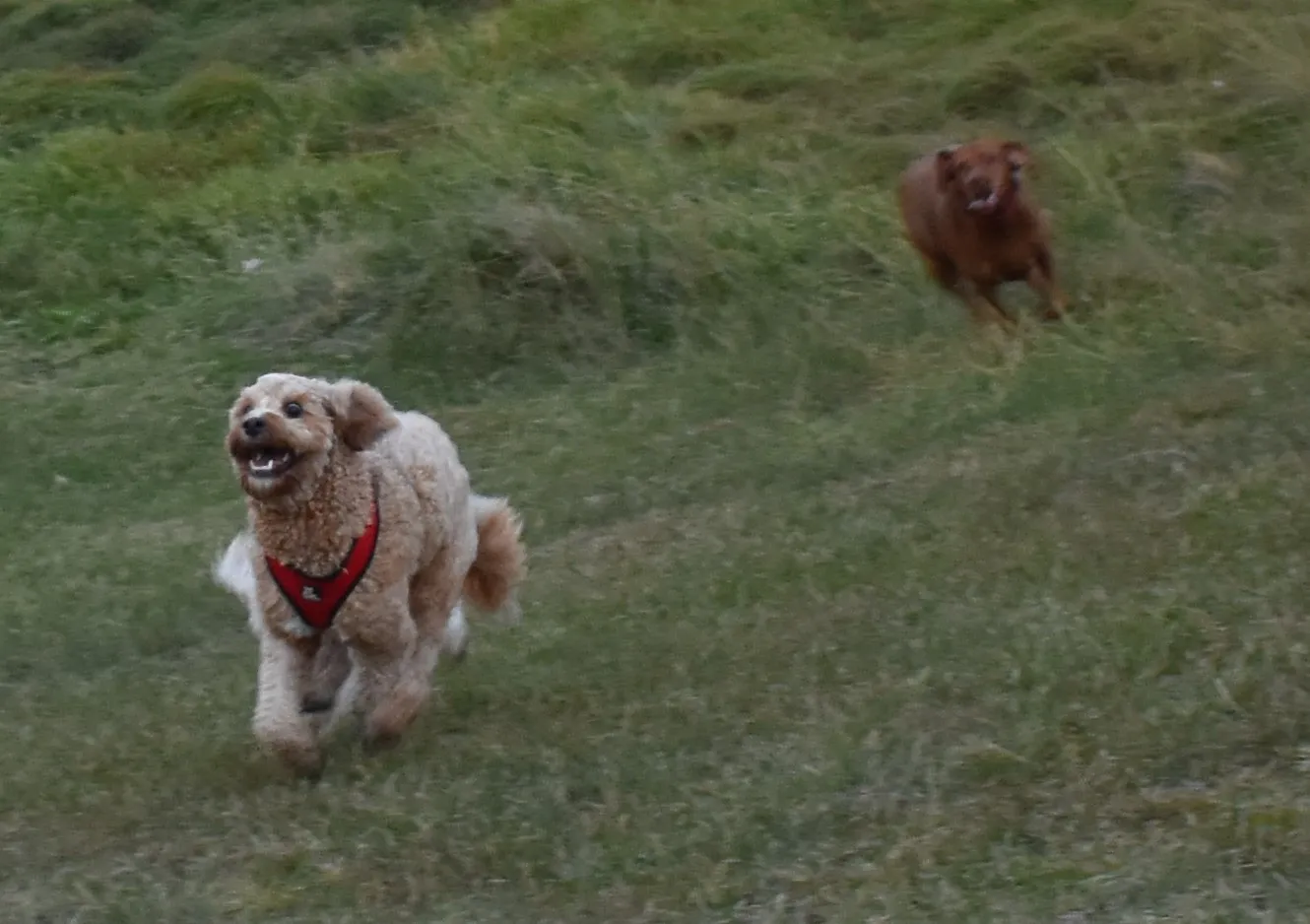 Dogs in action