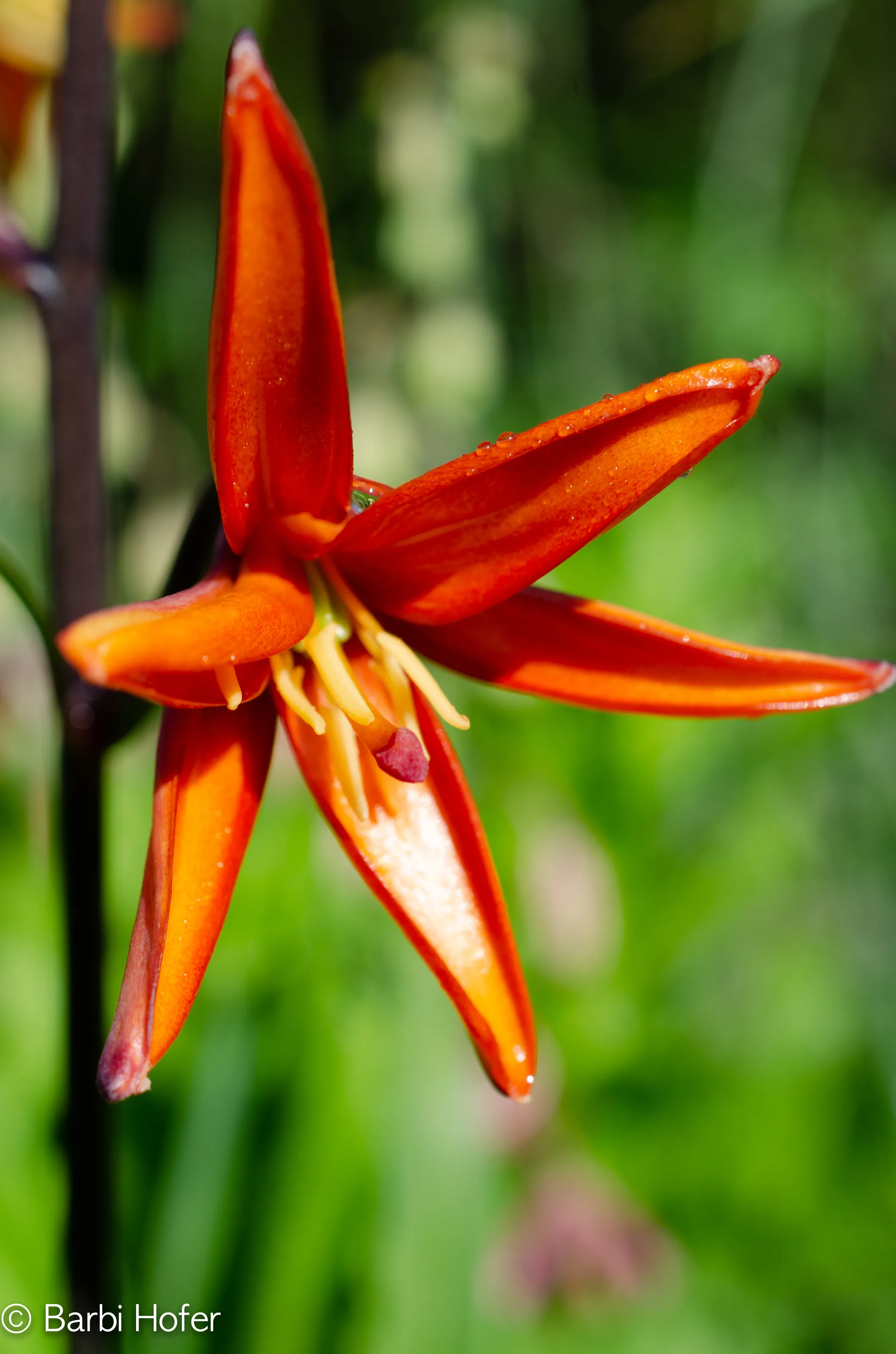 Lilies