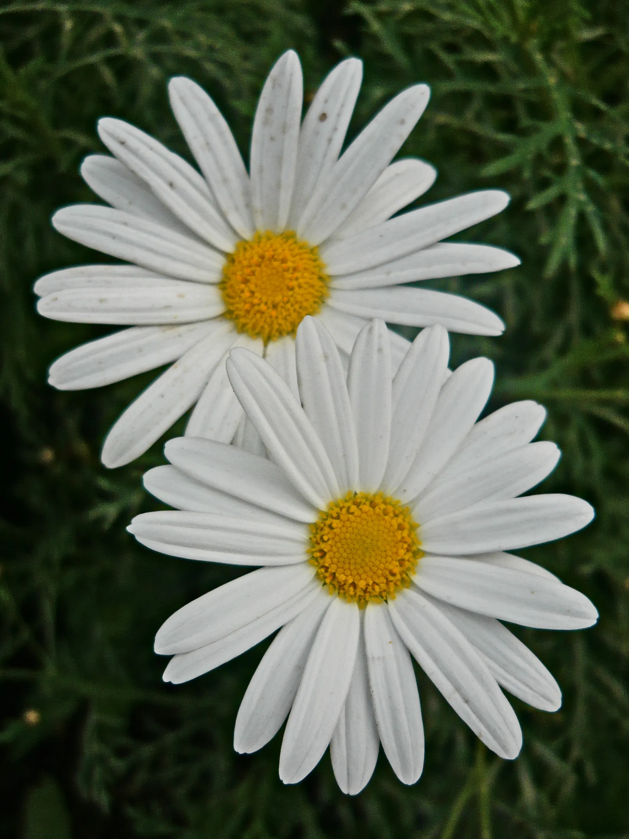 Daisies