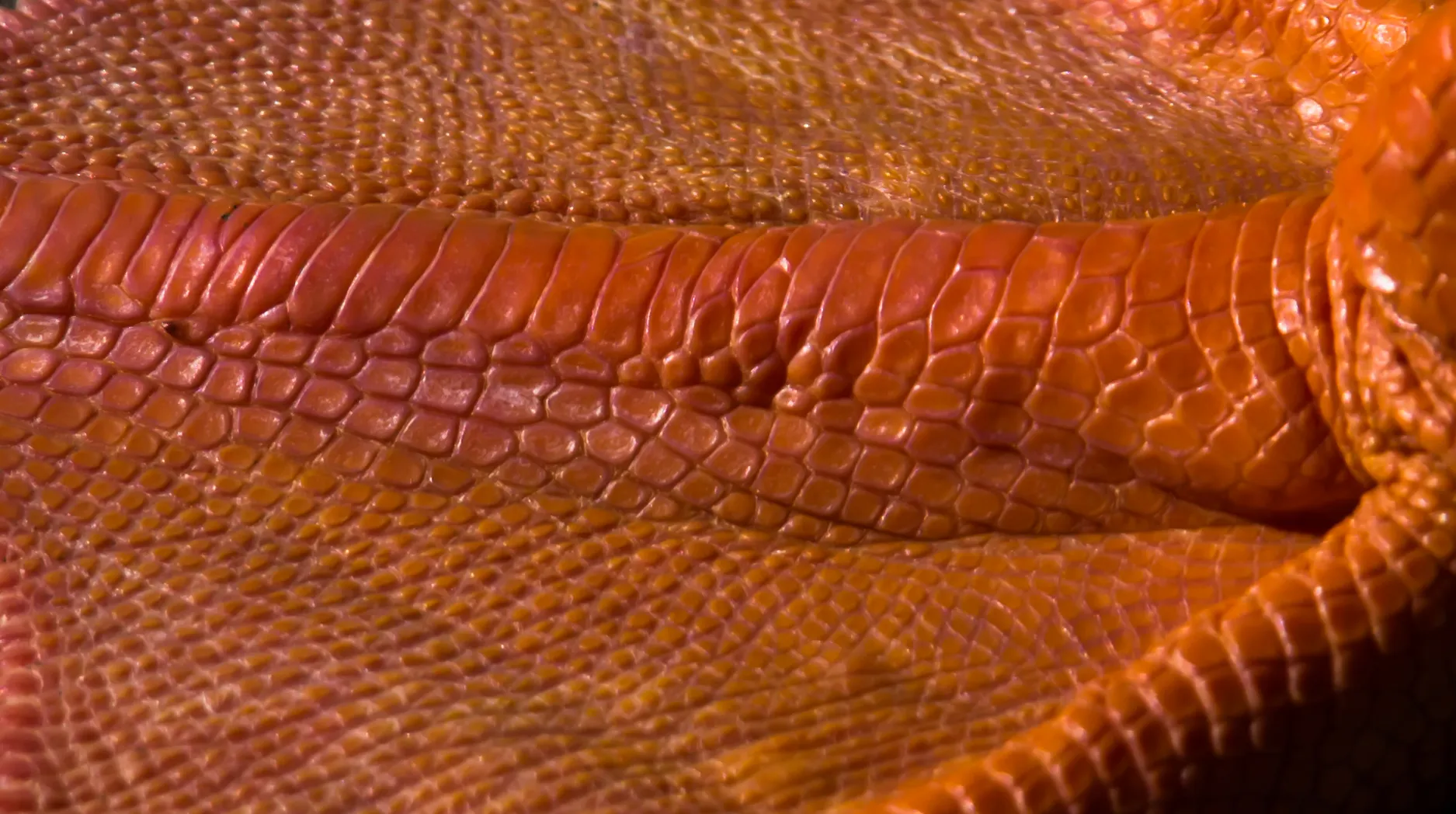 Animal parts