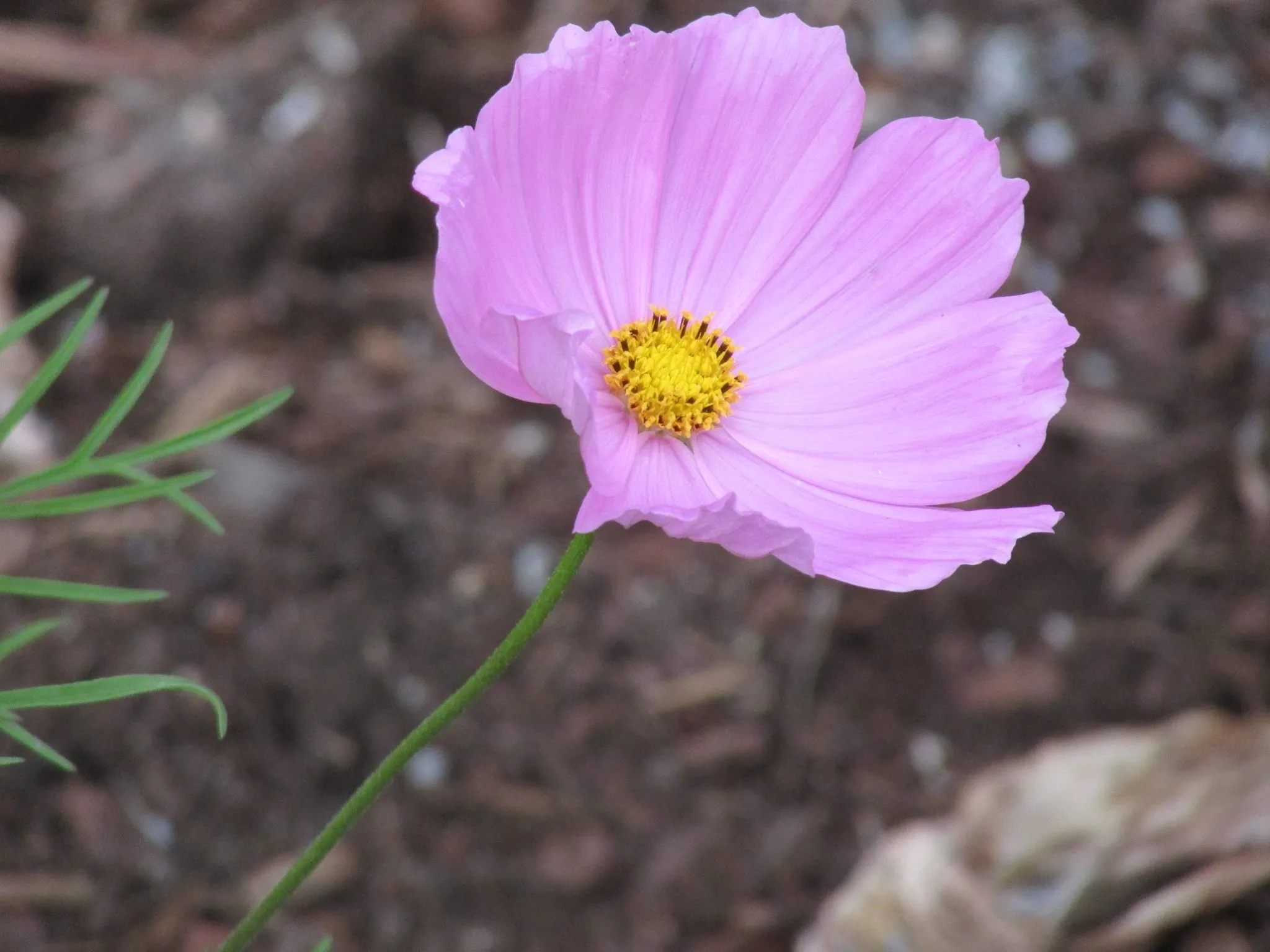 Pink flowers