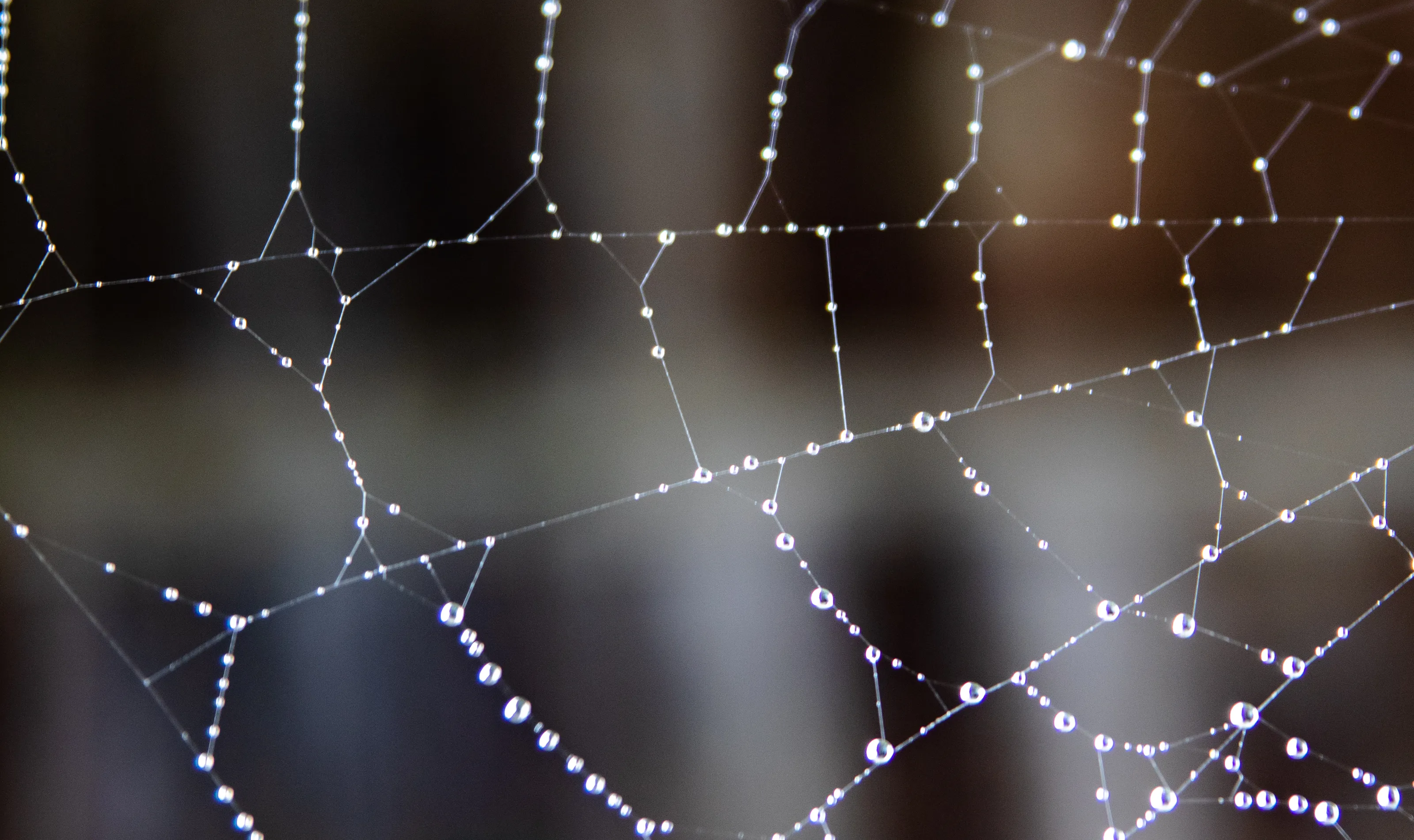 Any kind of Webs
