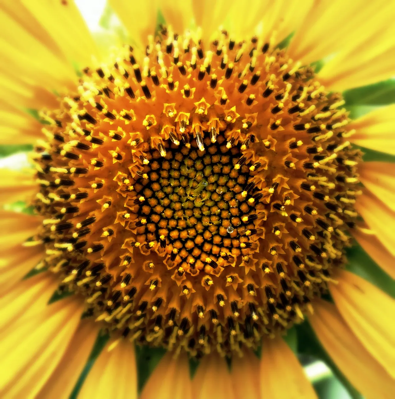 Circle within a Square