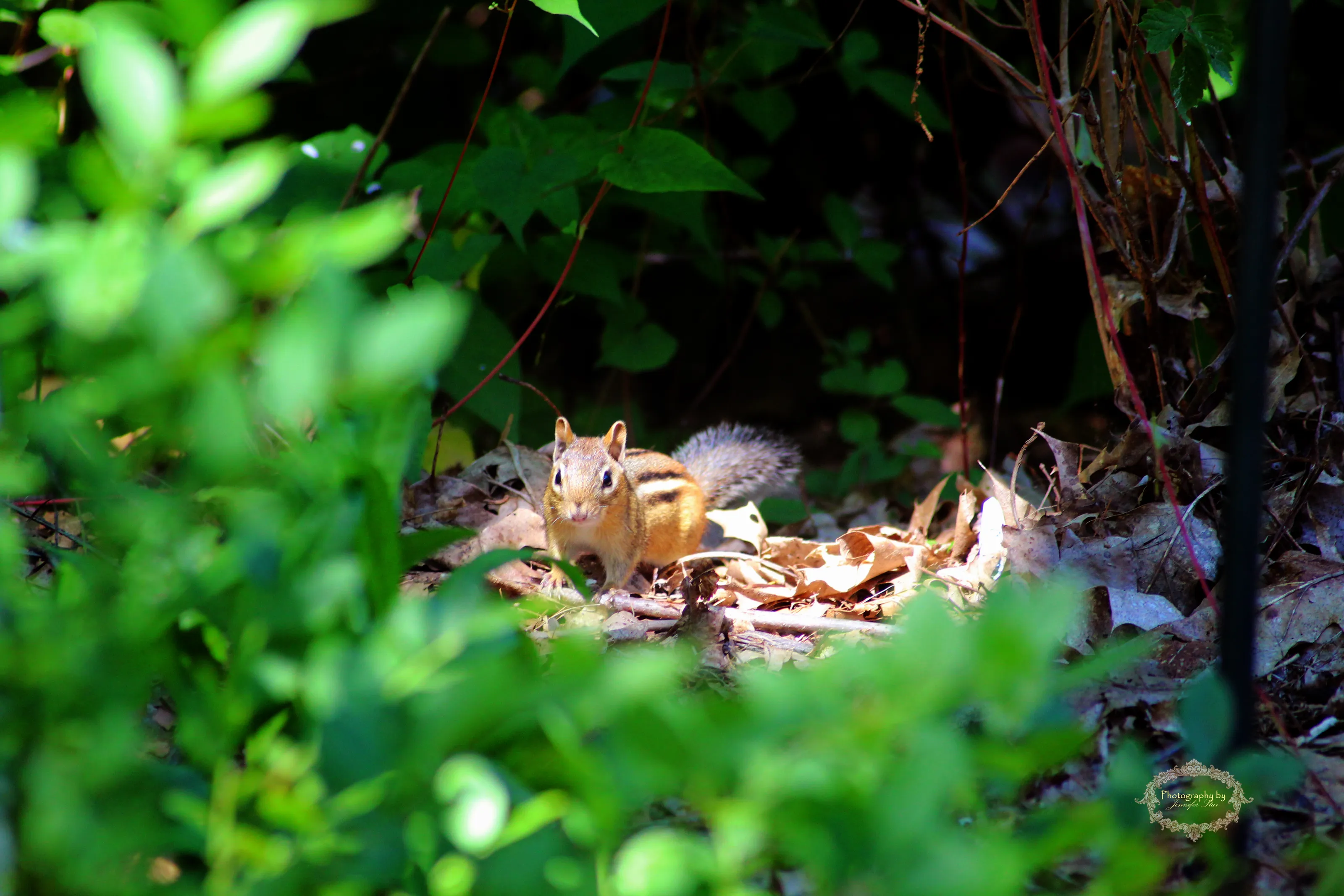 Chipmunks