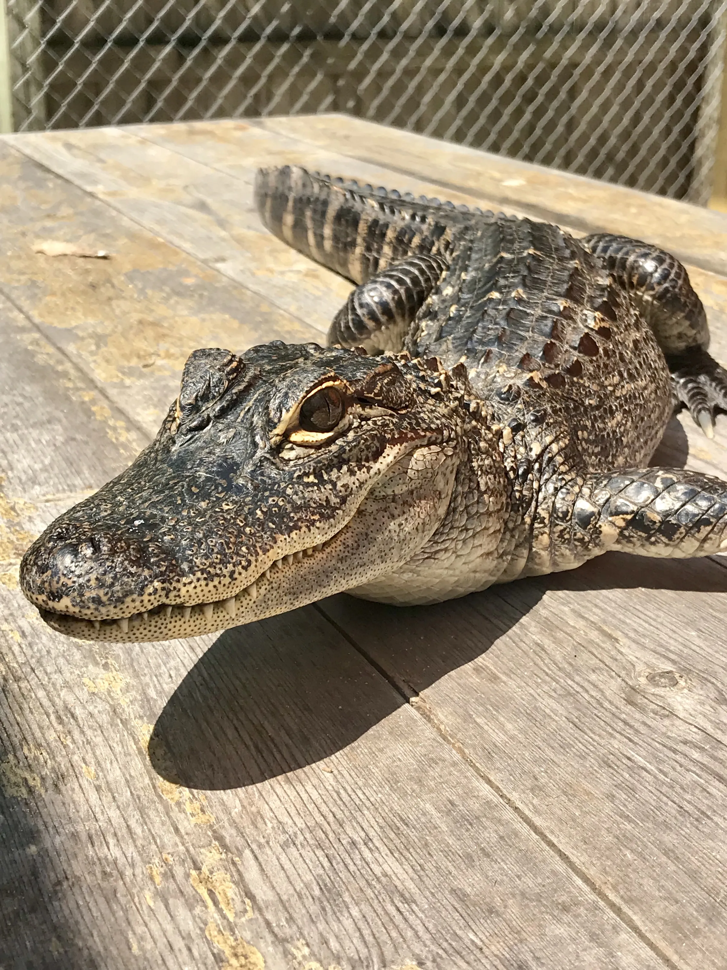 Smiling Animals