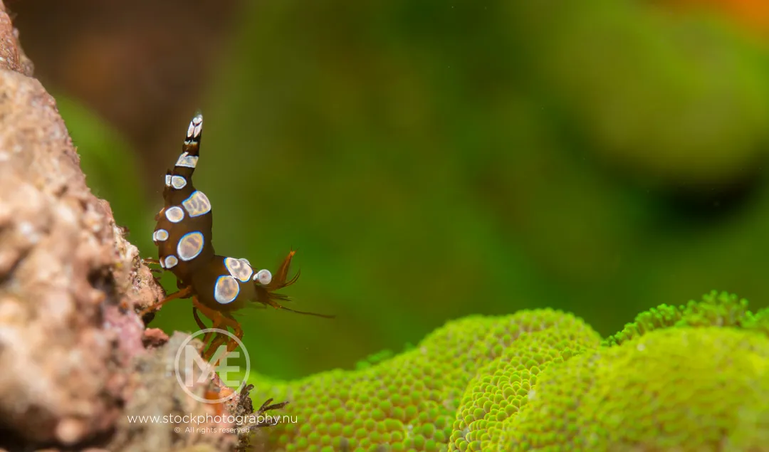 Small Underwater Creatures