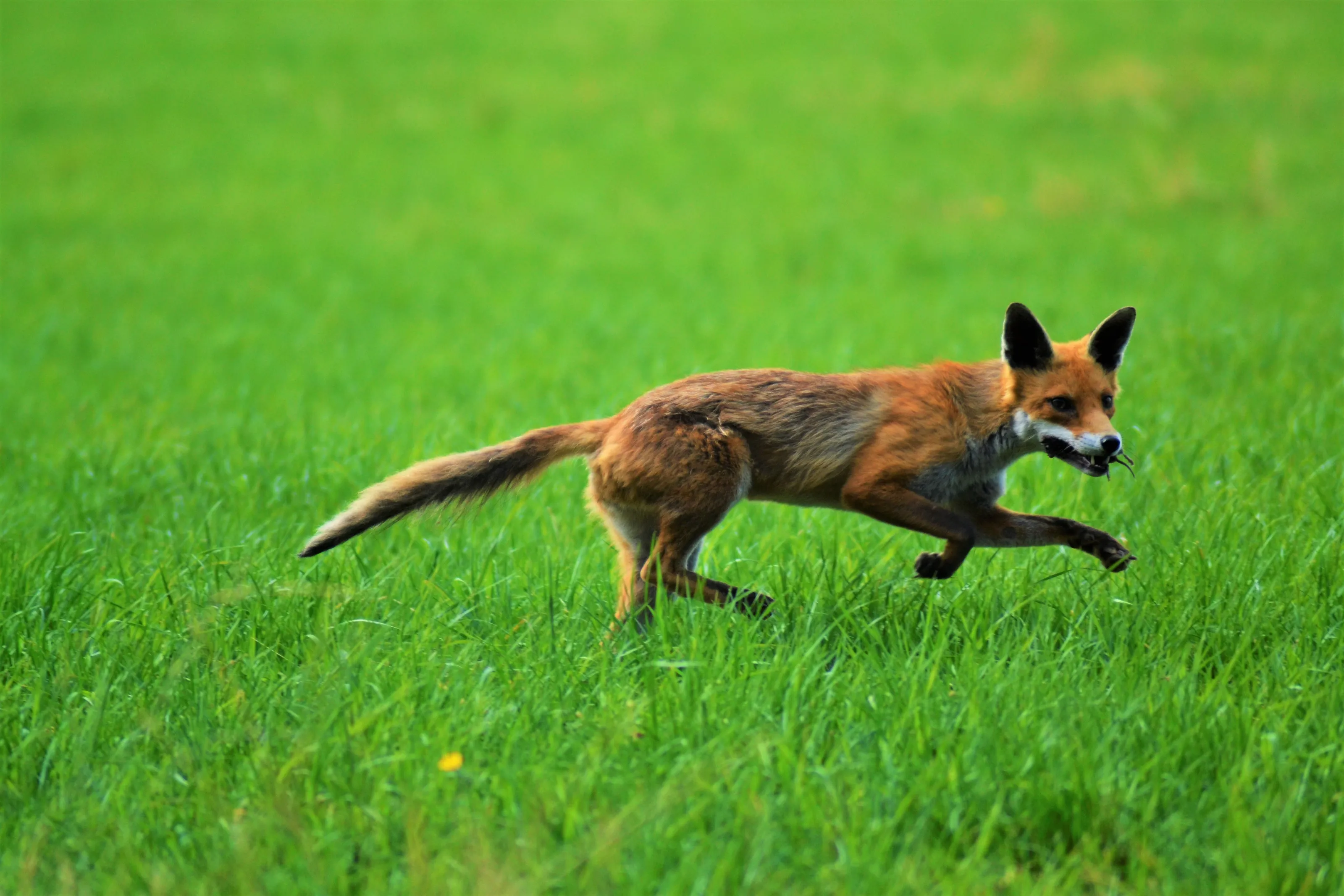 Foxes
