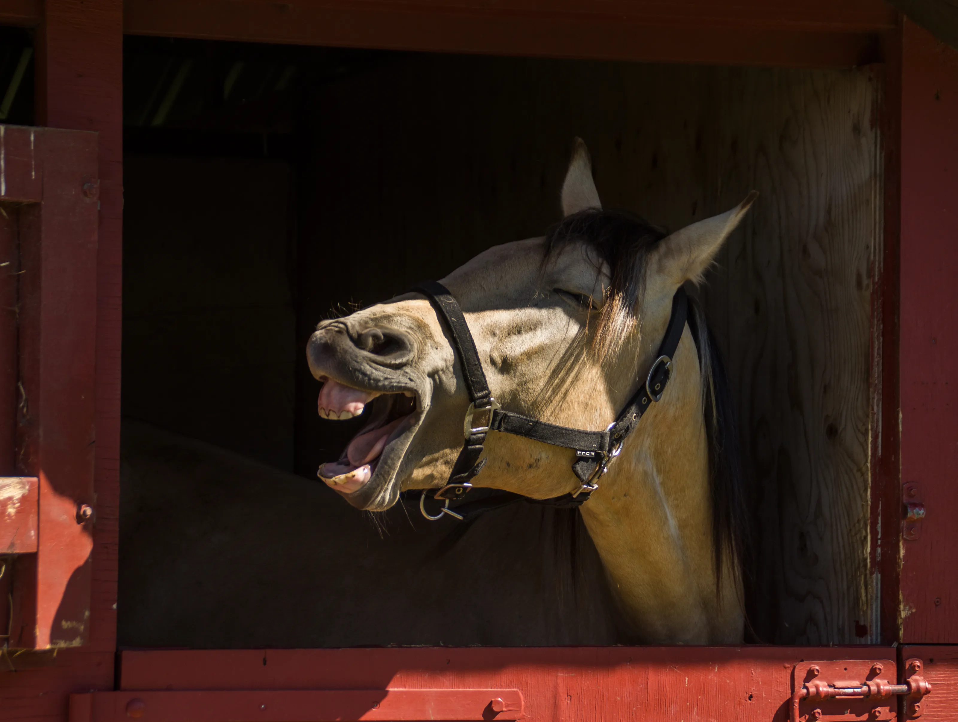Animal's expressions